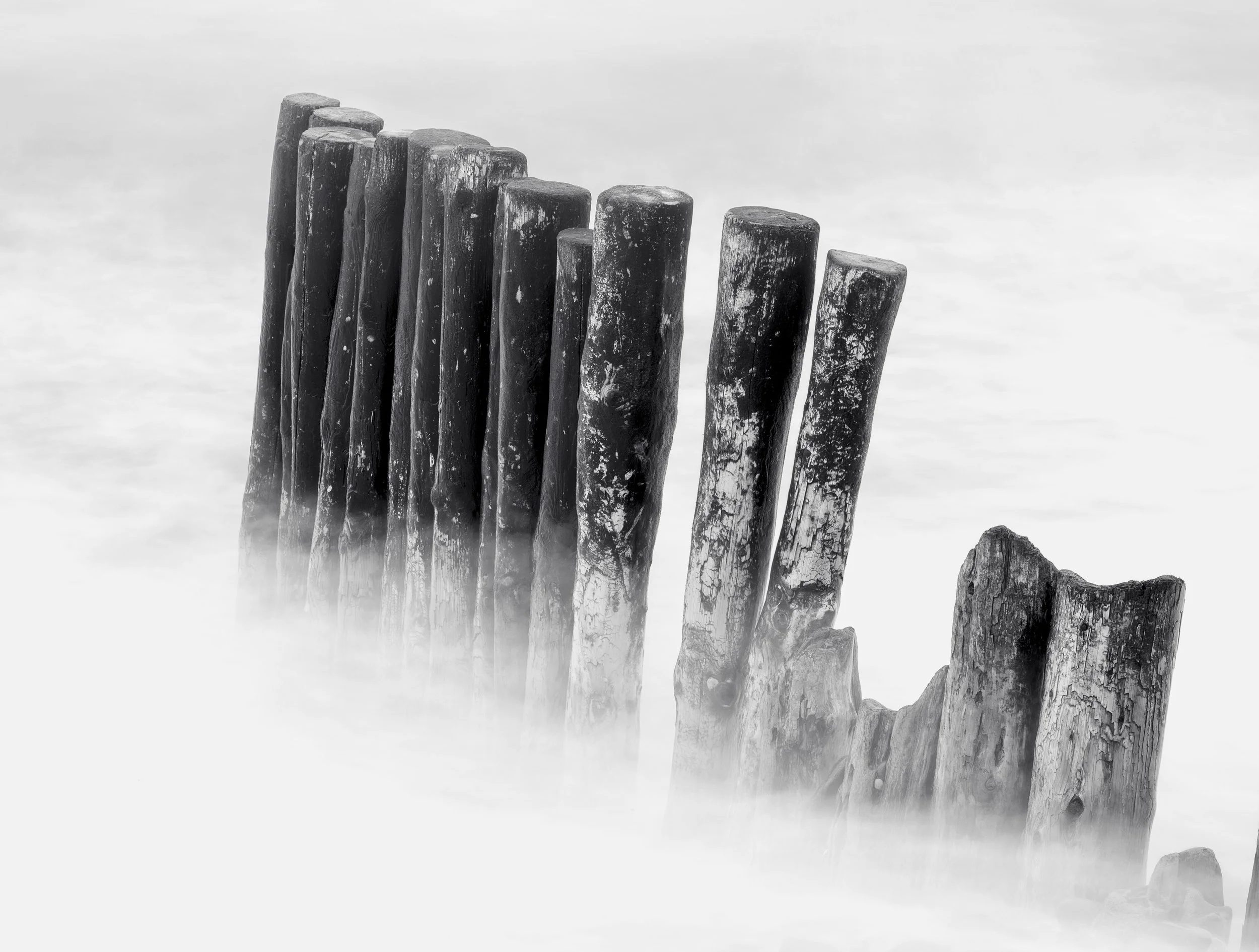 purlock+9+-0972+B&W.jpg