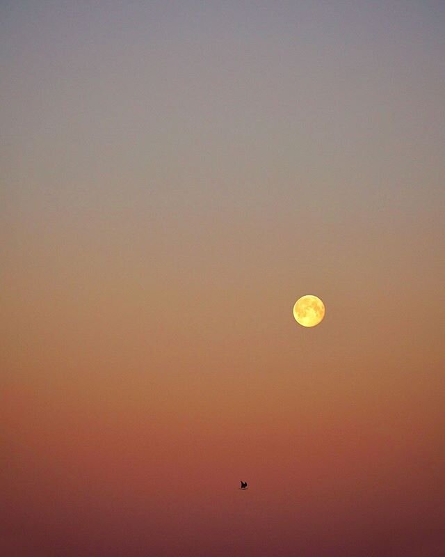 Moon bathing in sunrise 🌅🌕