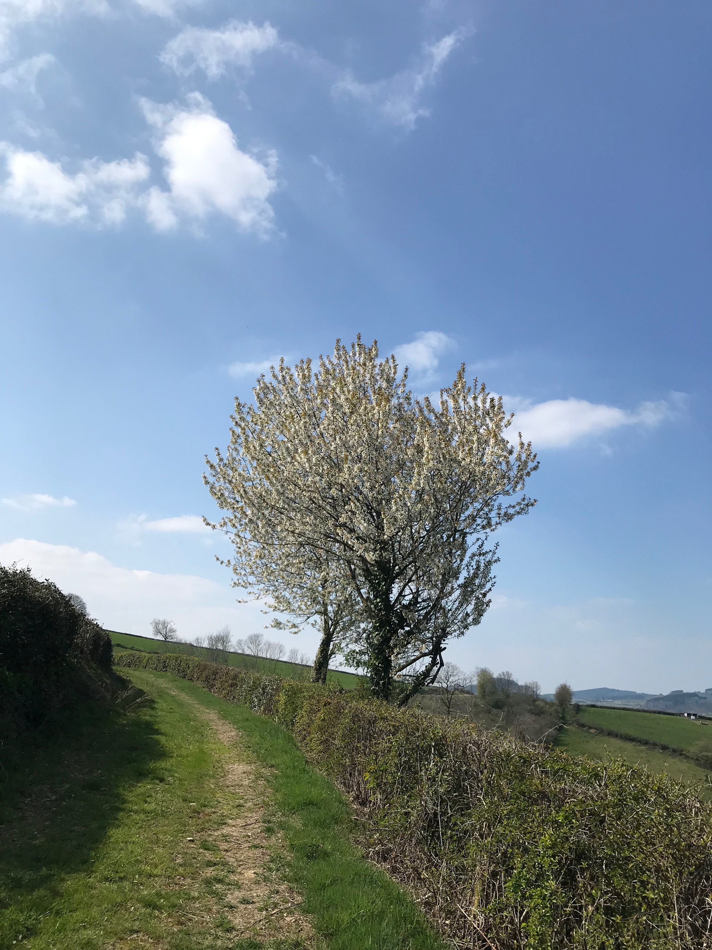 Blooming tree.jpg