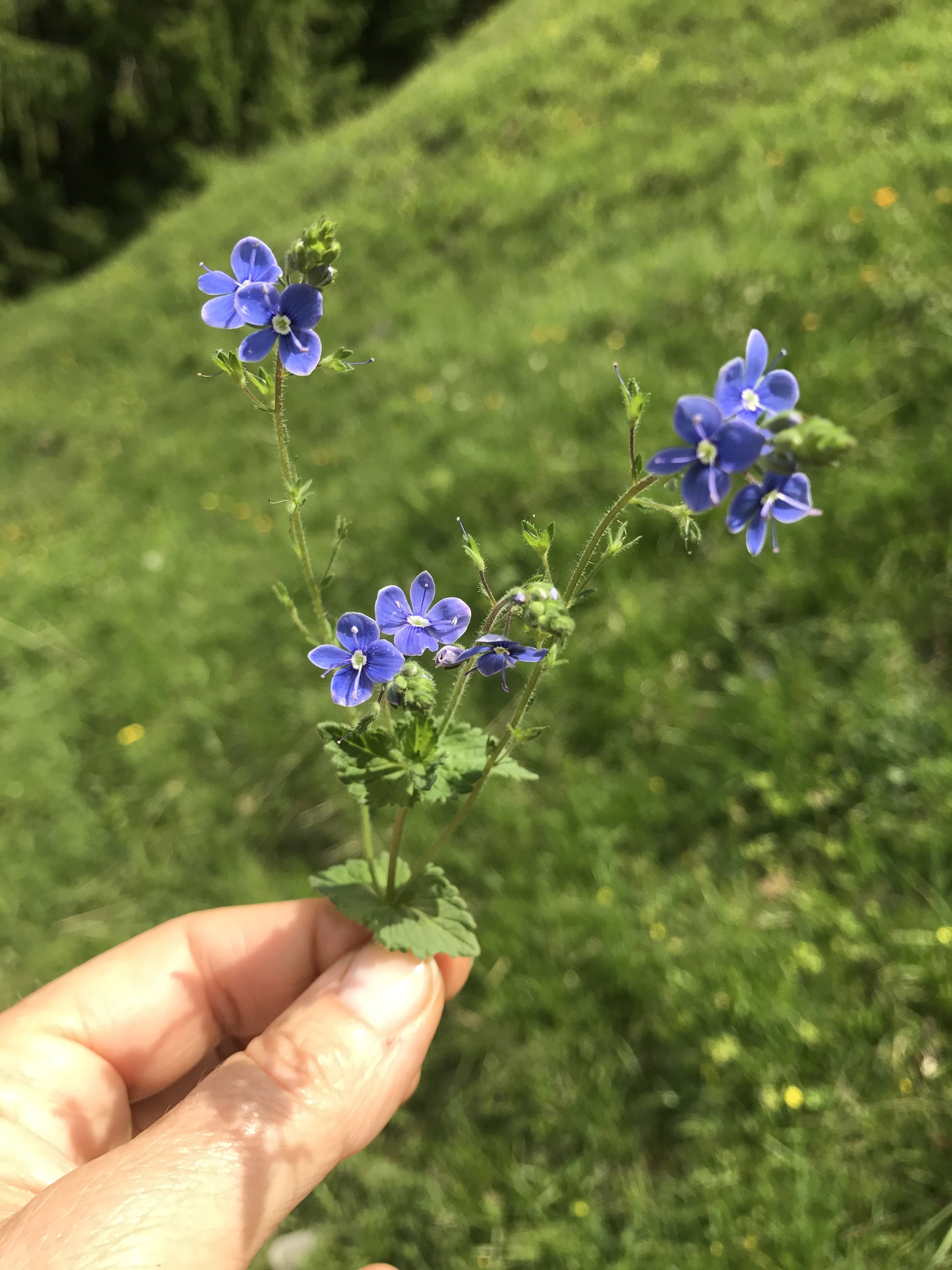 Veronica officinalis.jpg