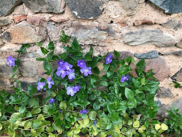Blaue Blumen vor Mauer.jpg
