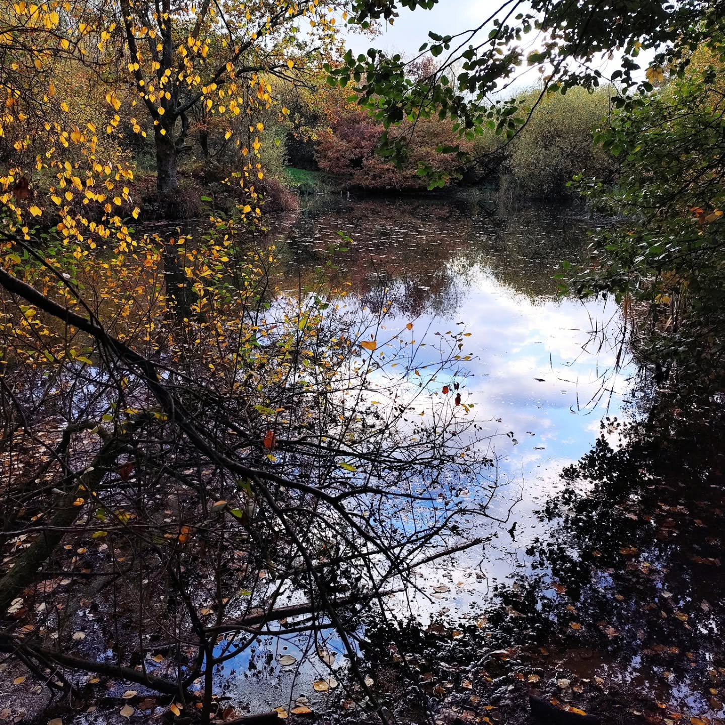 Brandon Woods, a new fave find (only lived near it over 20 years as an adult!) 

Something about solitude of a bench that captures my attention. Peaceful, thoughtful, mindful. Not that I stop to sit ..I love a walking pace, that's my point of being o