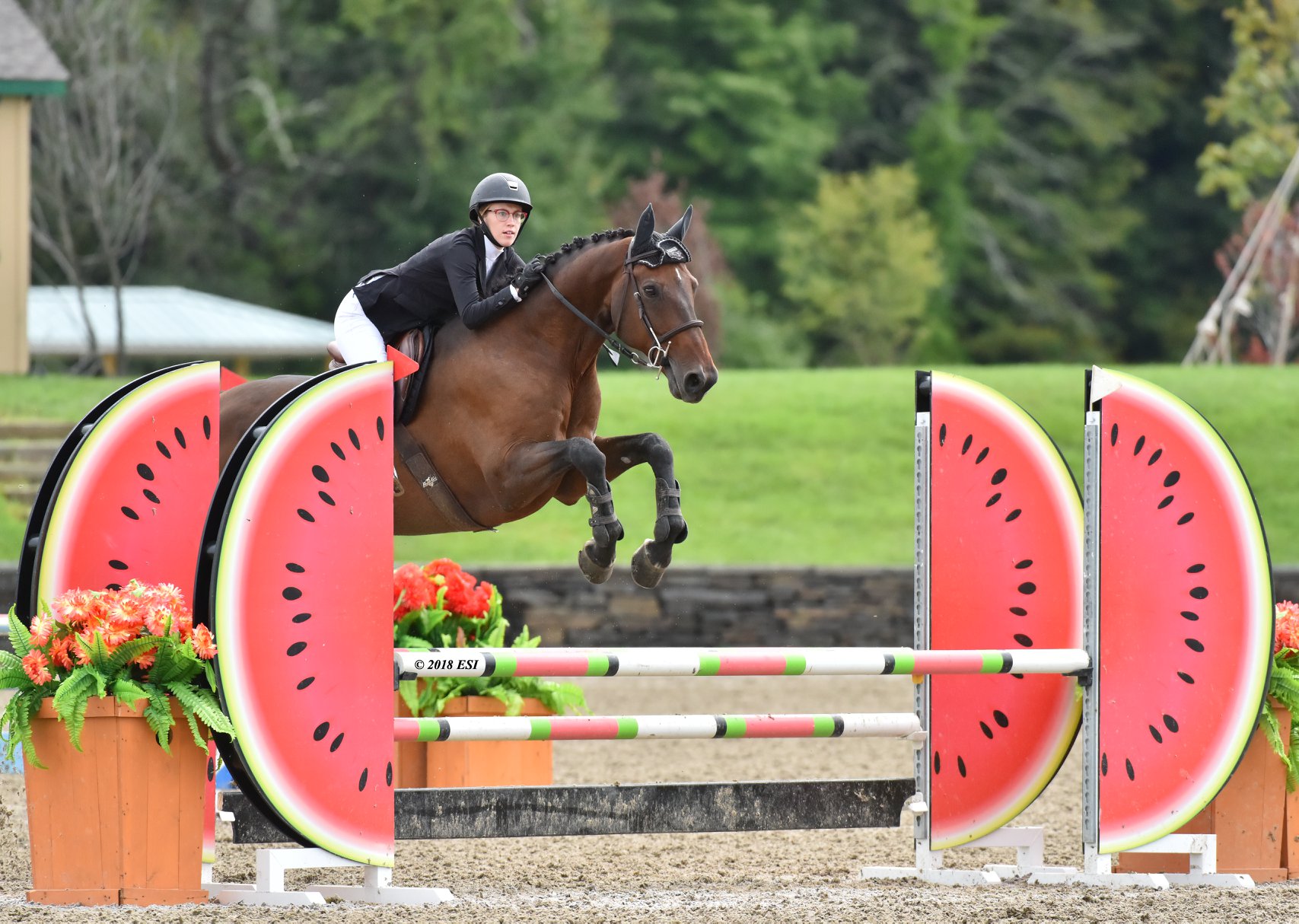 Show jumper jumping over fence with watermelon slice standards in show ring