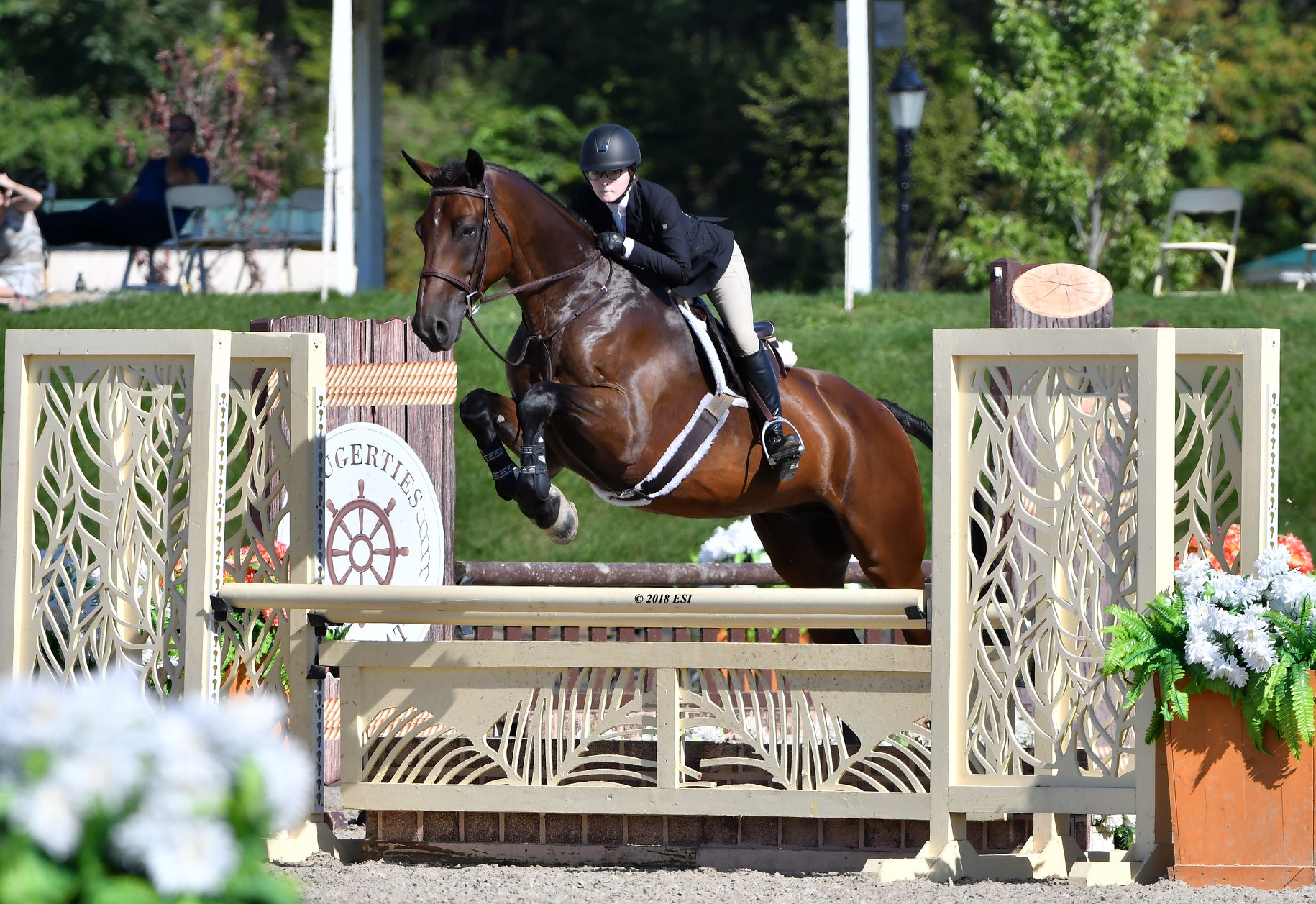Bay equitation horse with girl jumping a fence in the show ring