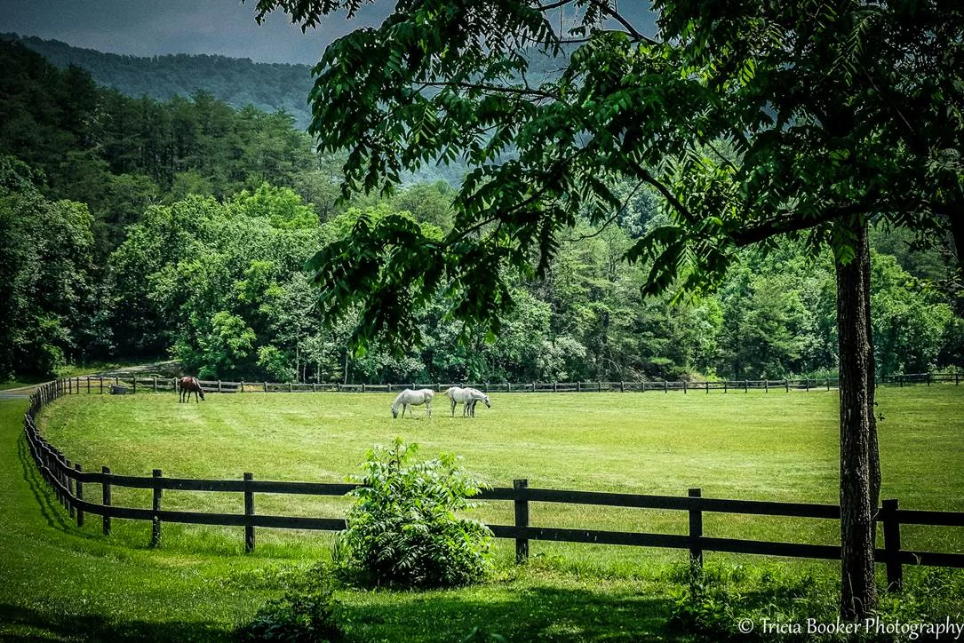Gray horses grazing in field surrounded by trees