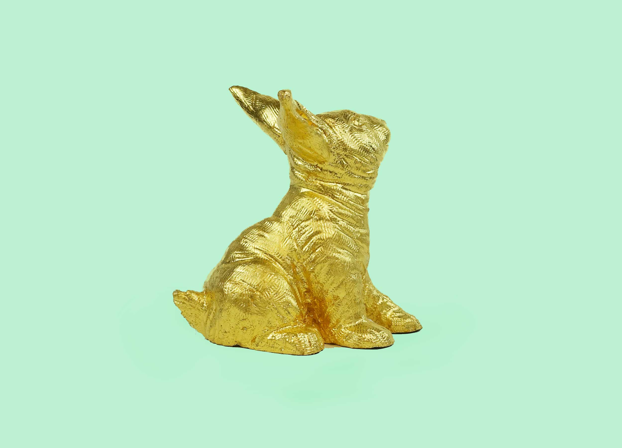 GOLDHASI