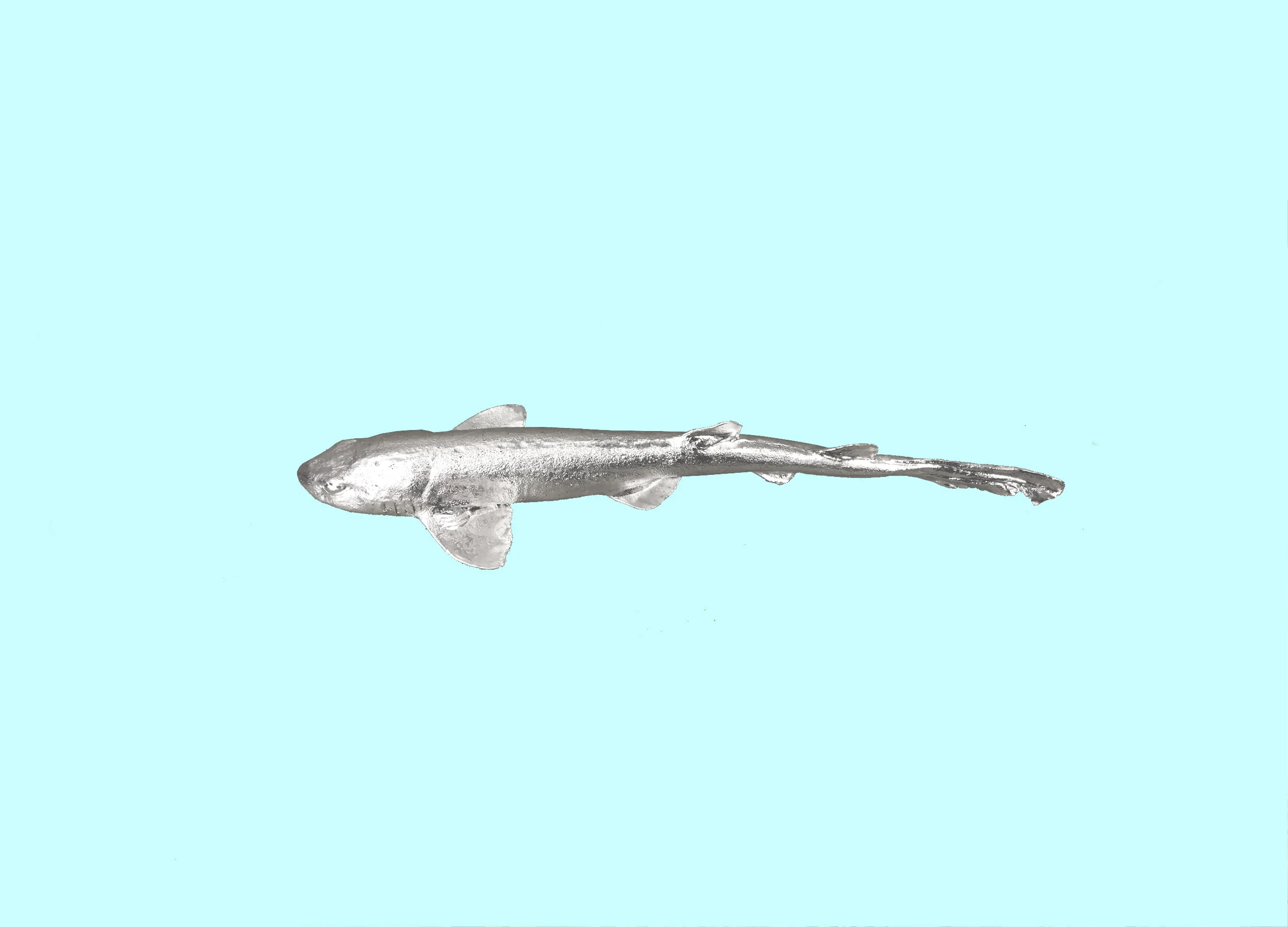 Web_silberfisch_2500x1800-Recovered-Recovered-Recovered.jpg