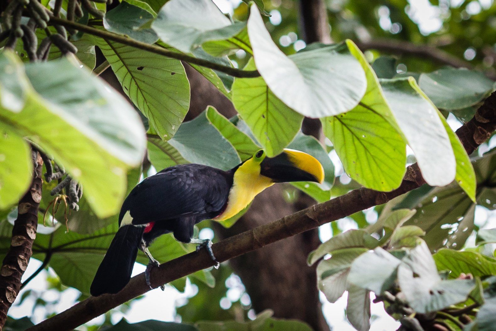 Toucan, Manuel Antonio, Costa Rica (November 2022)
