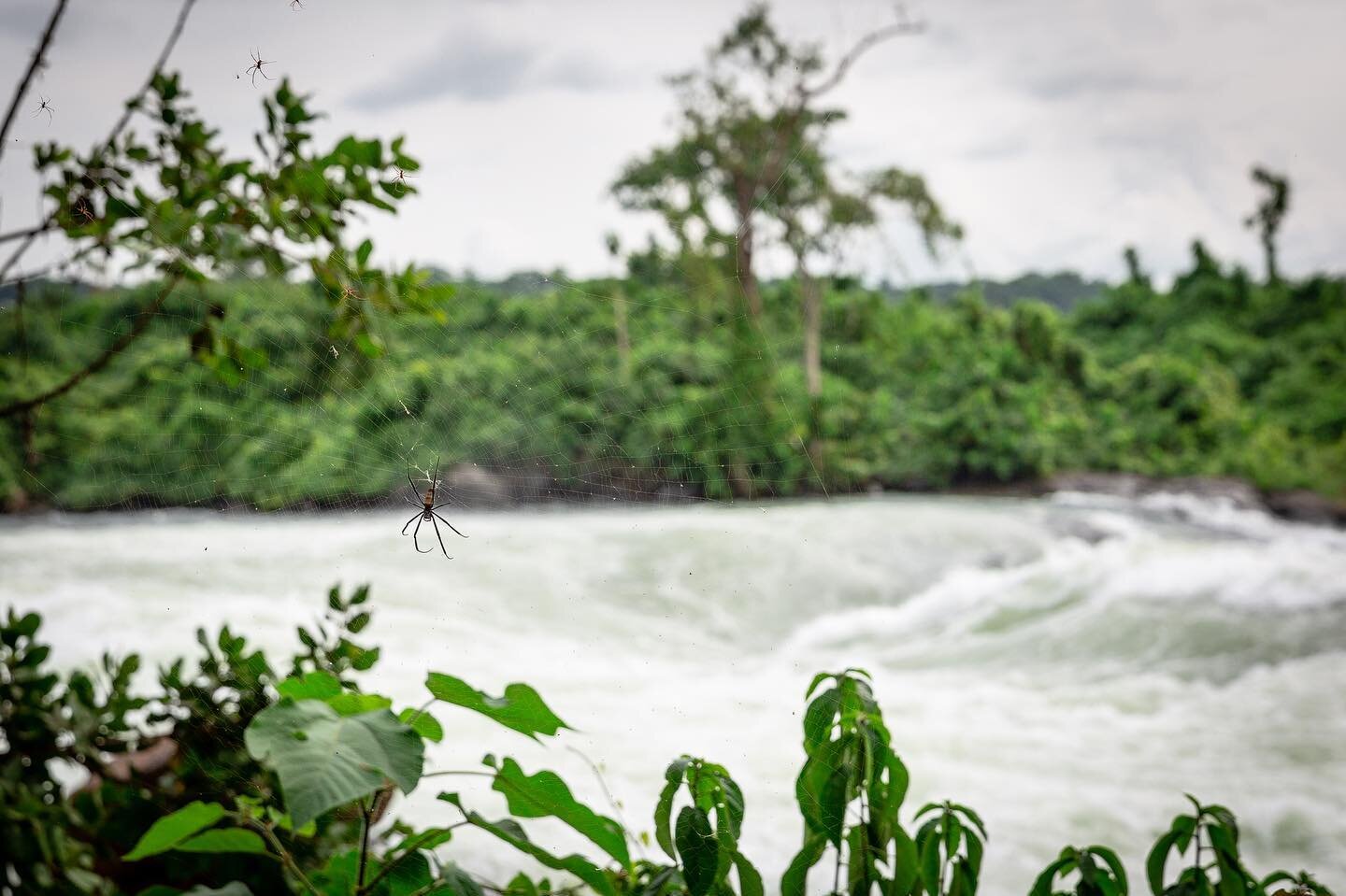 It was spider city along the banks of the river. And of course after this, I saw them everywhere including the grounds of where I was staying. Thankfully, they stayed in their webs..lol.
.
.
.
#itandafalls #jinja #uganda #travelphotography #travel