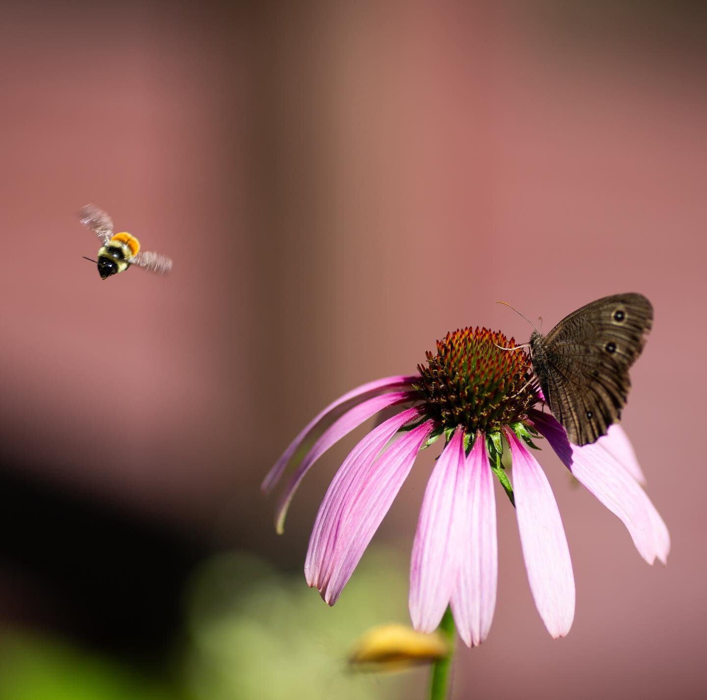 Managed to get a bee in-frame! 
.
.
.
#stansteadest #easterntownships #quebec #gardenlife #bees