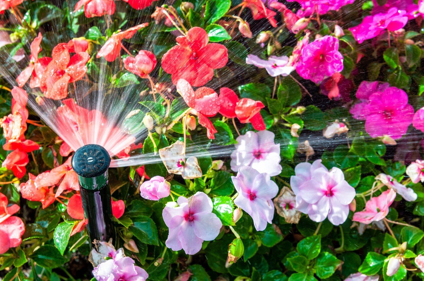 It is officially SPRINGTIME! ☀️🌱

Embrace the beauty of the season and ensure your landscape thrives with our expert irrigation services! 💦

Schedule your irrigation maintenance 🔧check today and let us fine-tune your system for optimal performance
