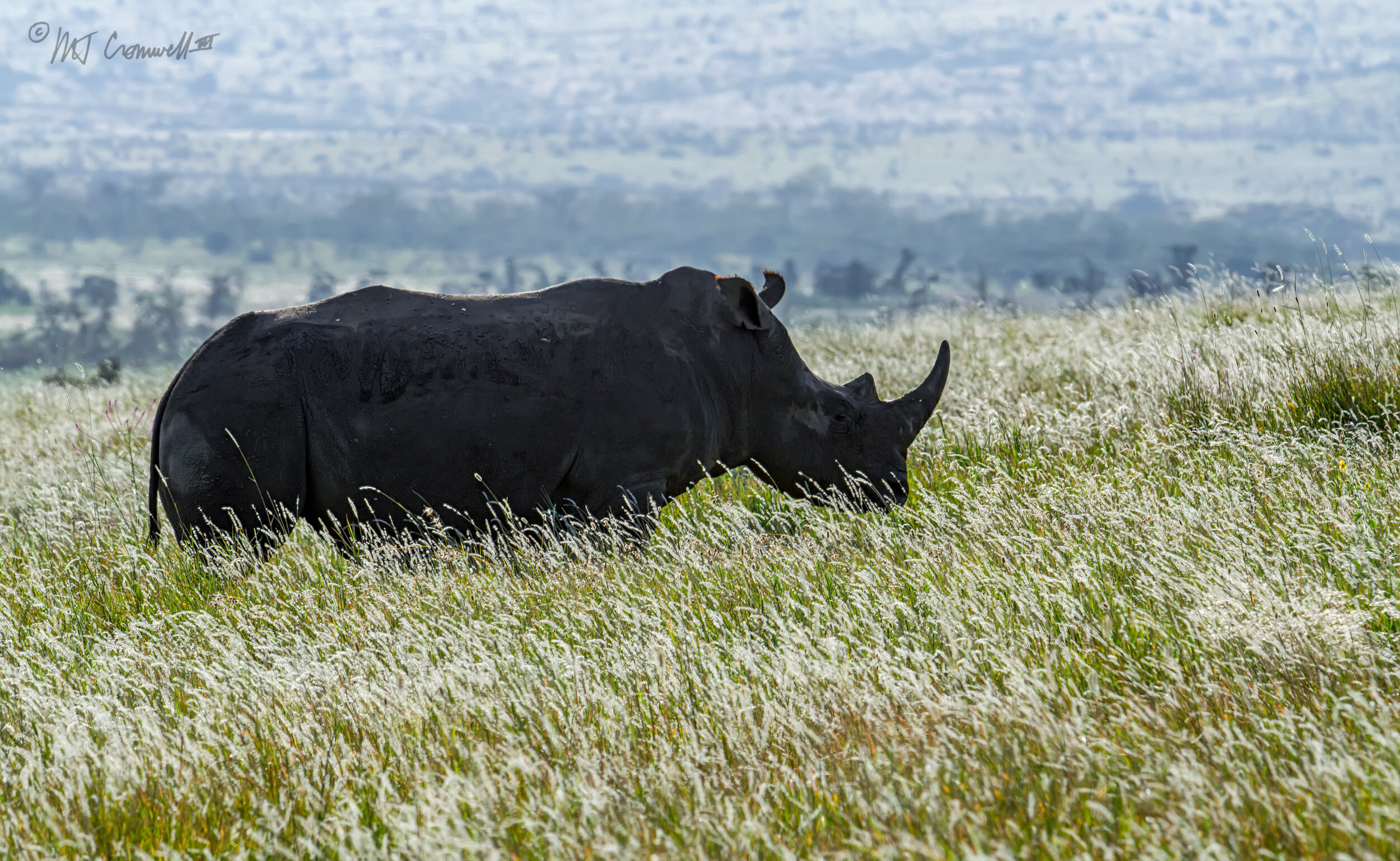 Rhino In Lewa Downs
