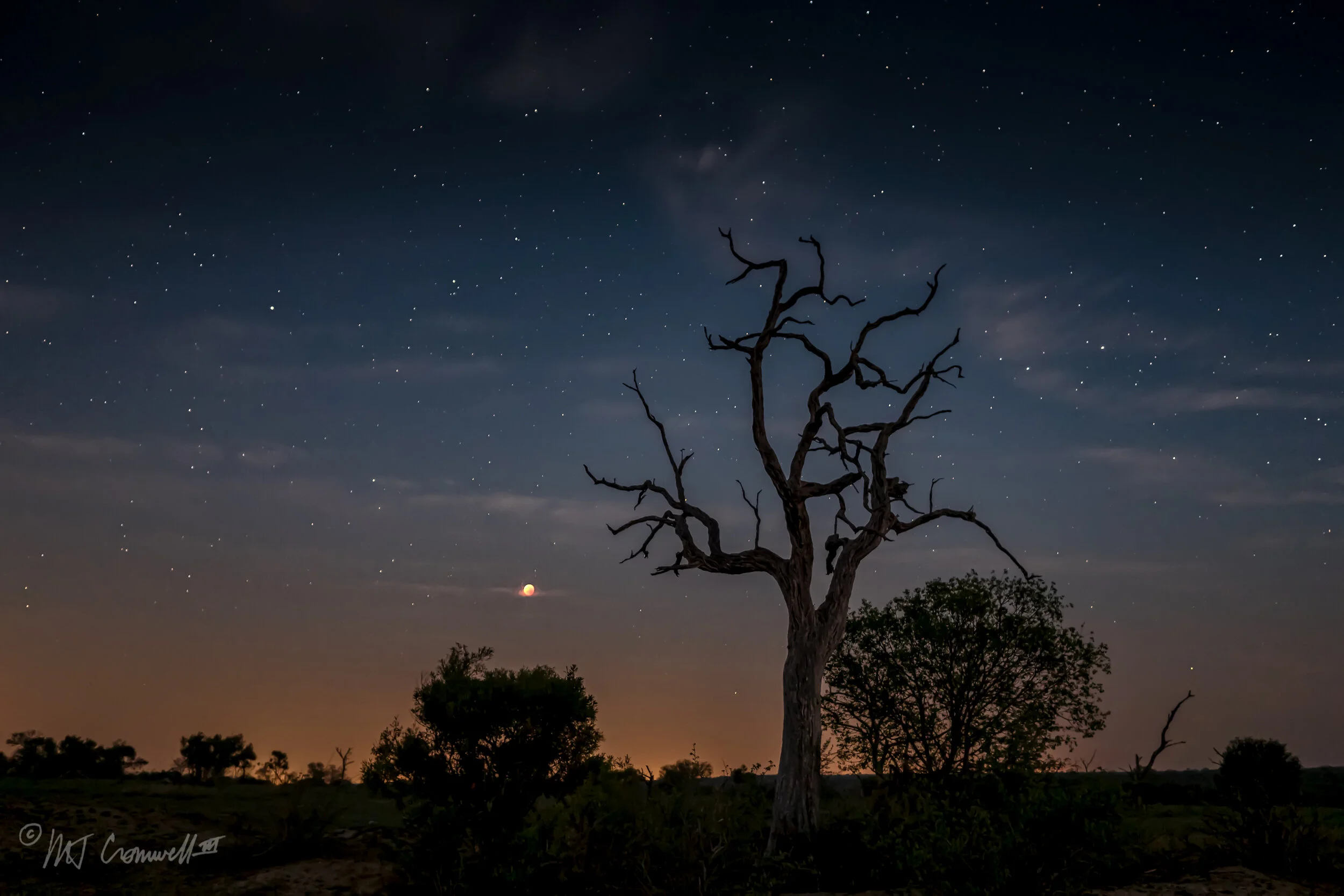 Blood Moon Before Sunrise in Sabi Sands Game Reserve