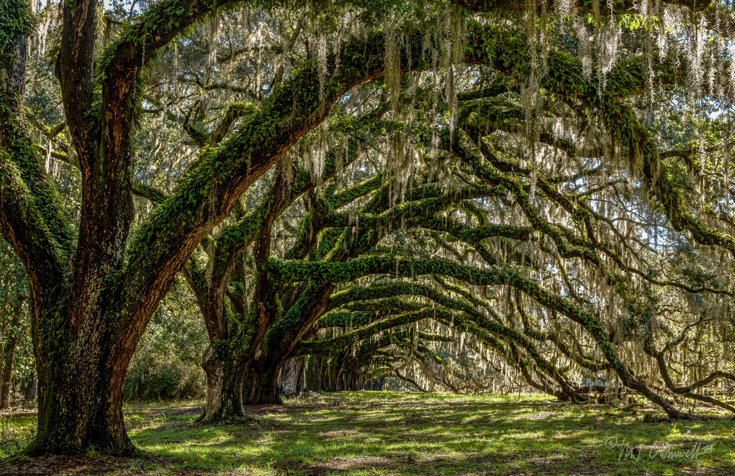 Trees With Spanish Moss Near Charleston