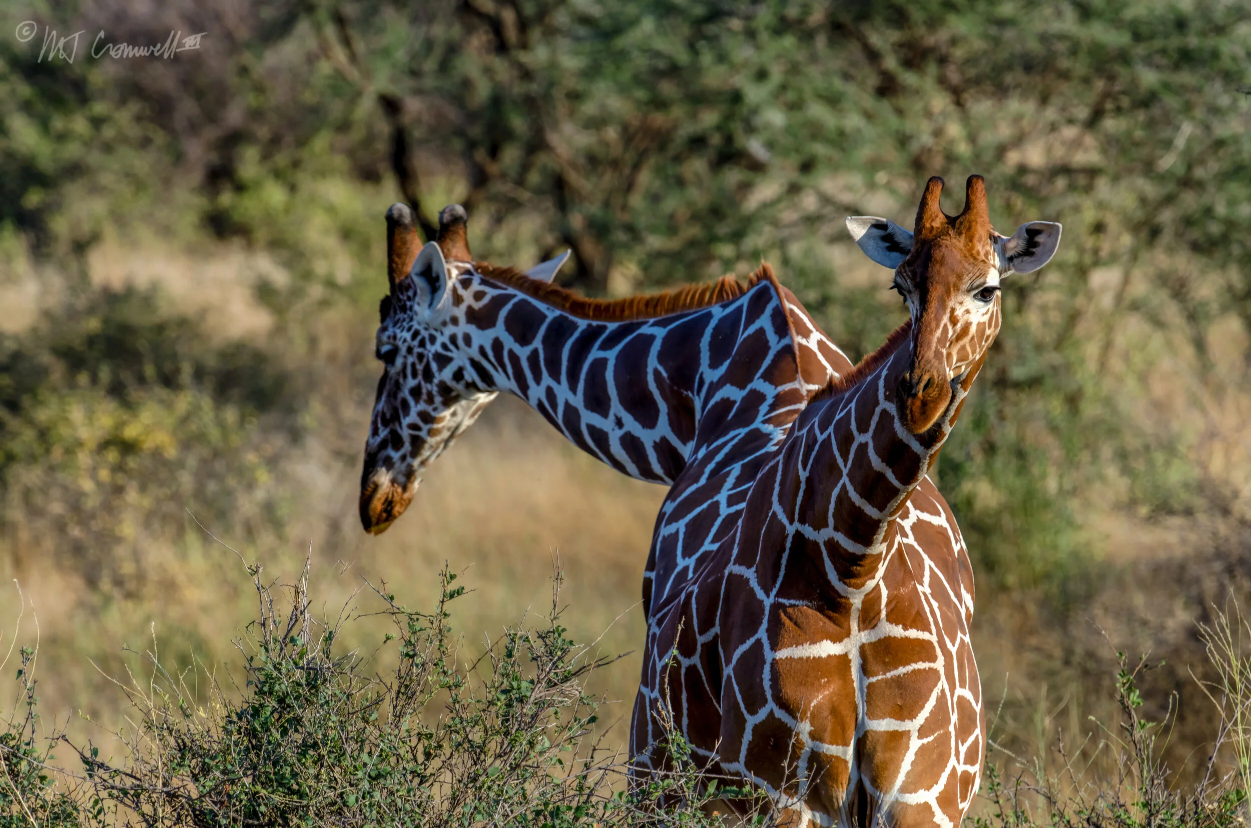 "Two-Headed" Giraffe in Kenya