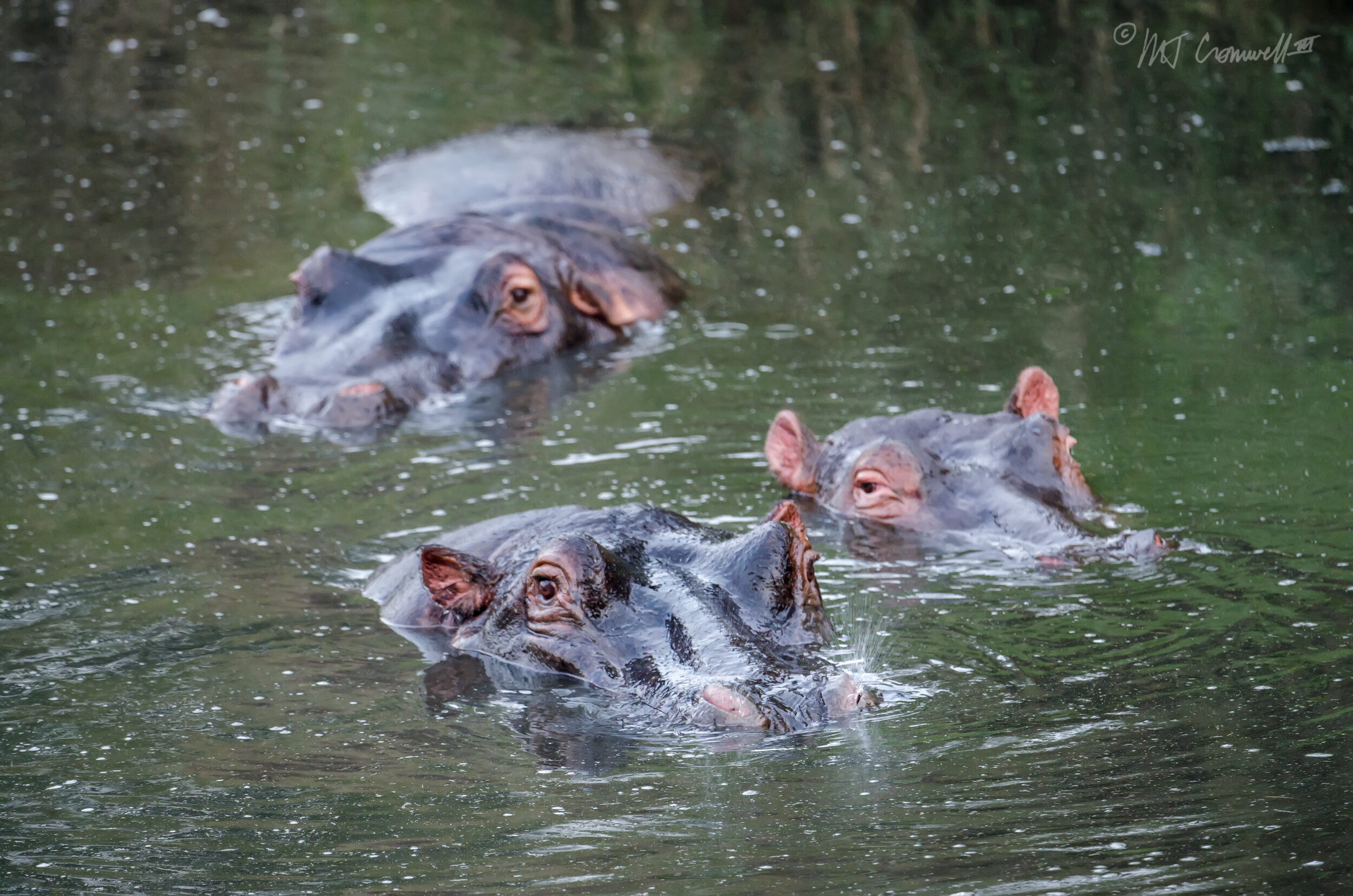 Trio of Hippos in Maasai Mara