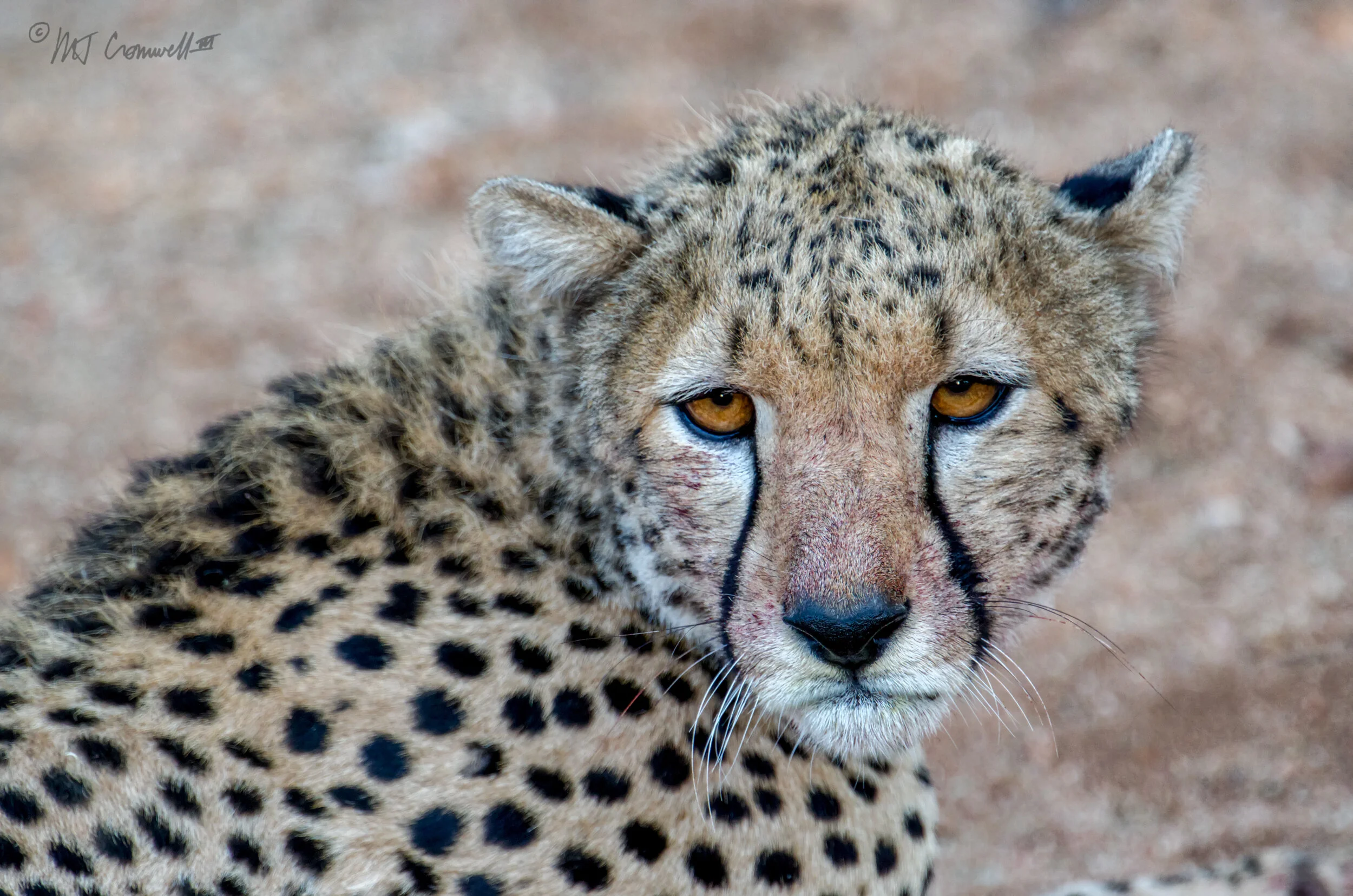 Sated Cheetah in Samburu National Game Reserve in Kenya