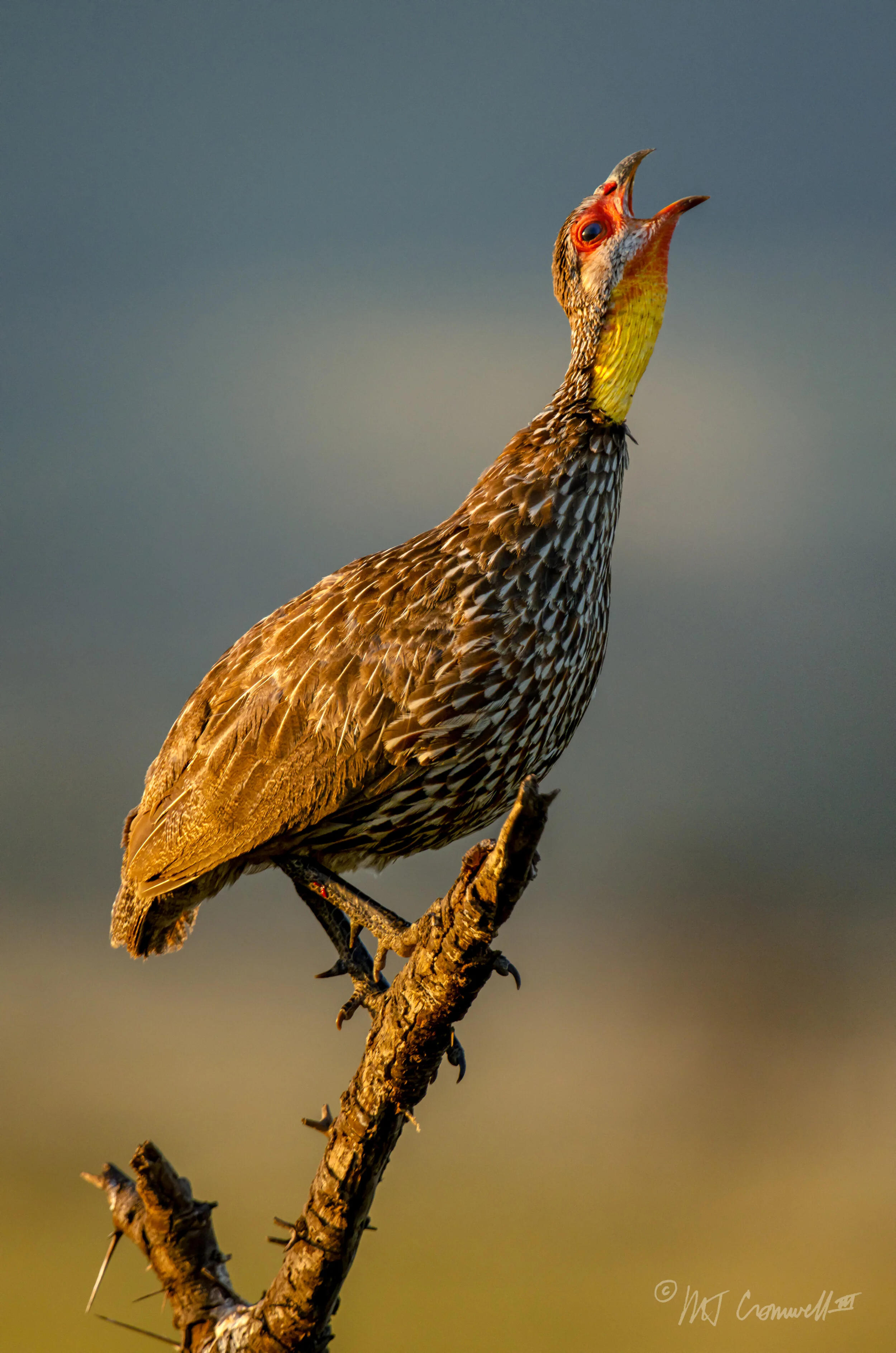 Yellow-Necked Spur Fowl in Kenya