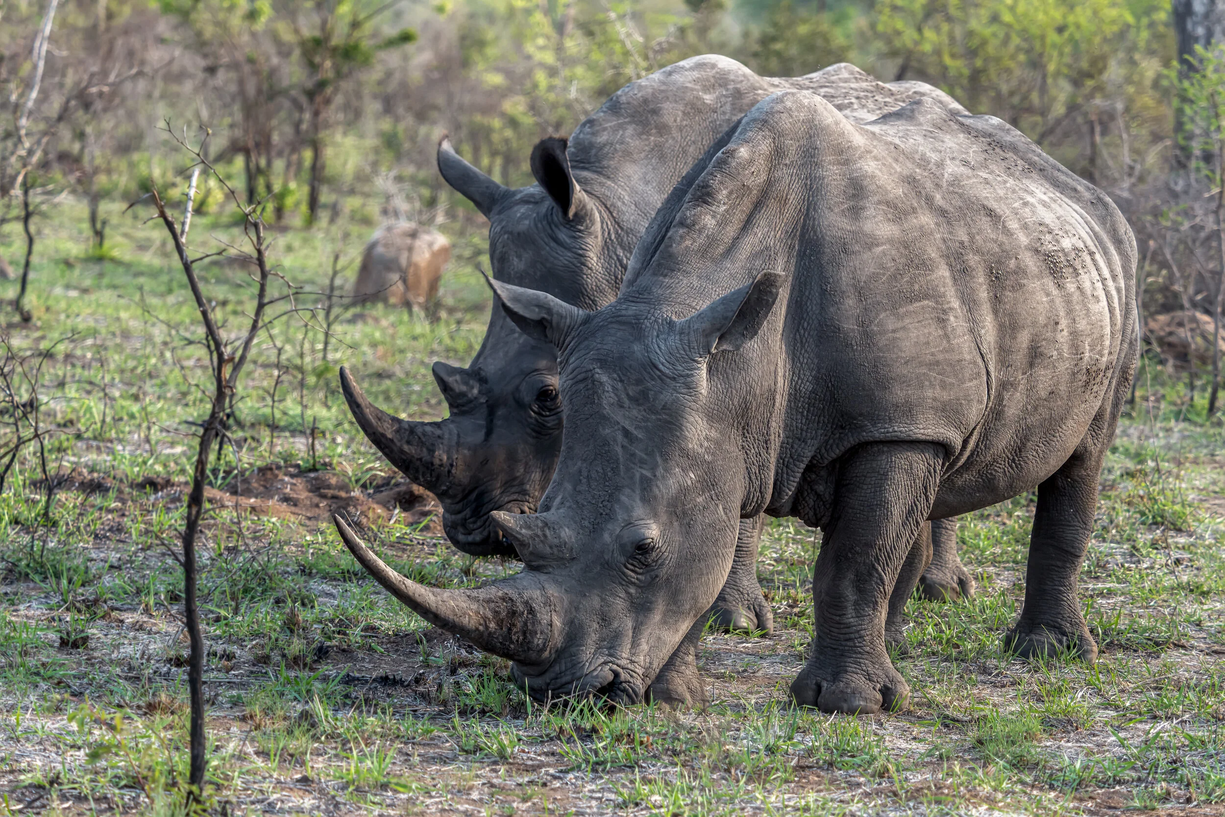 Pair of White Rhinos in Sabi Sabi Game Reserve in South Africa