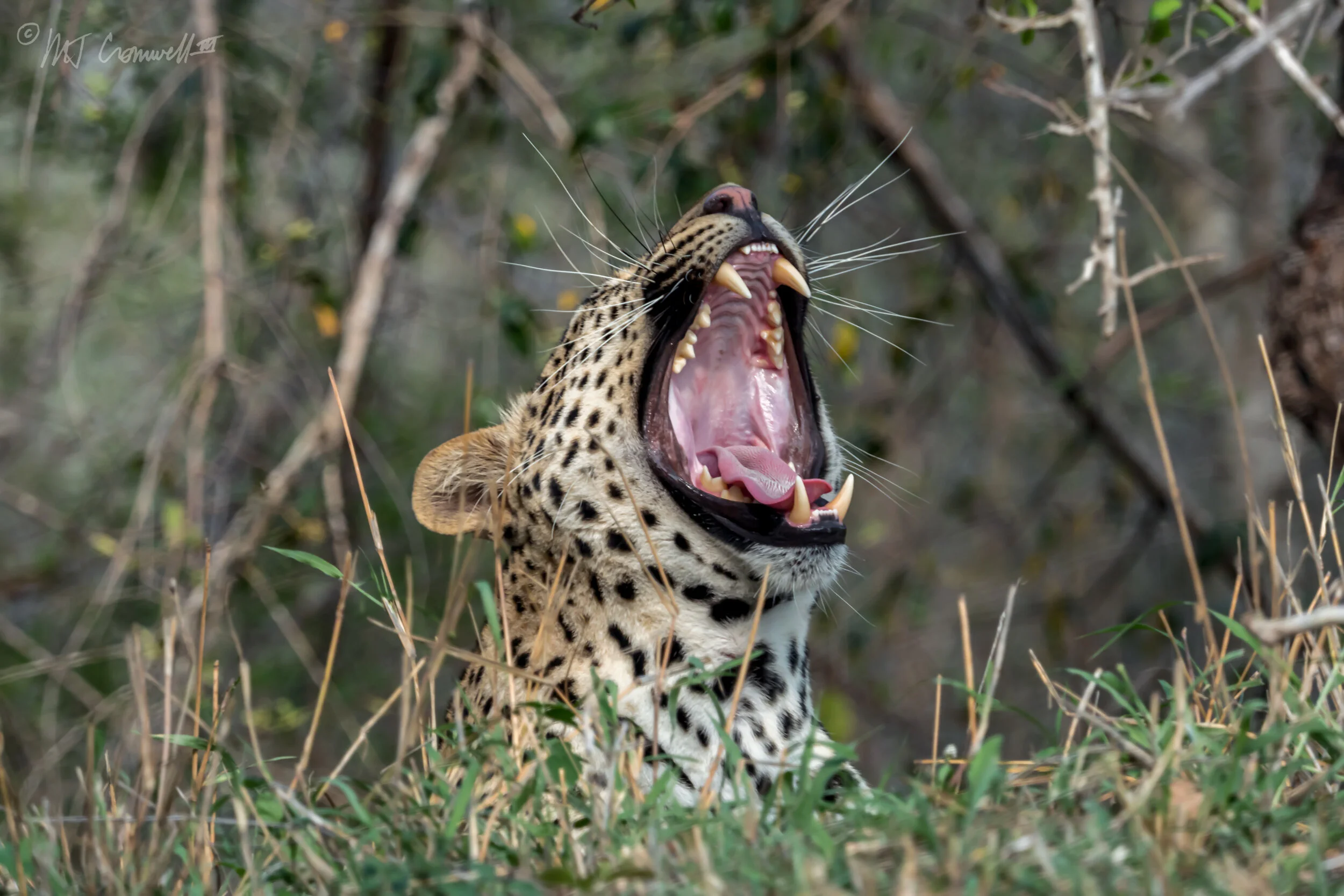 Yawning Leopard in Mala Mala Game Reserve in South Africa