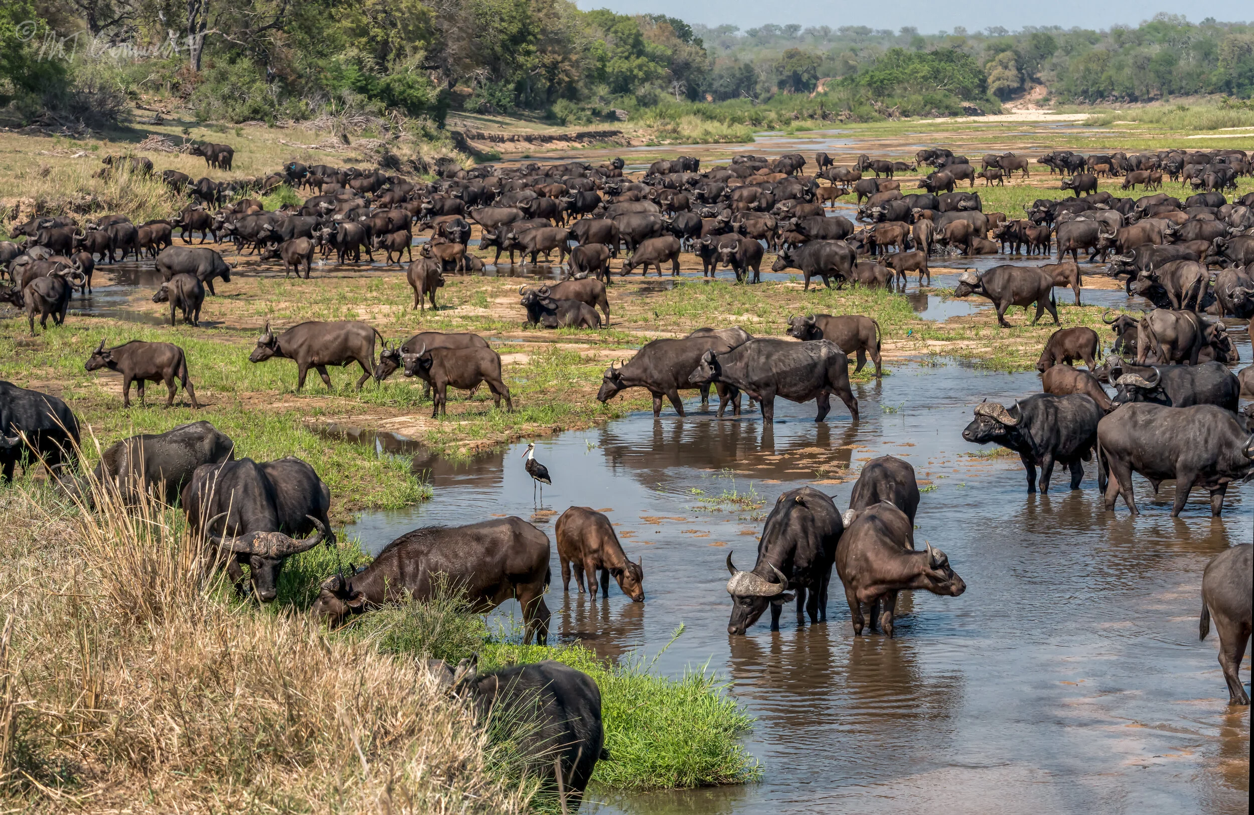 Herd of Buffalo in Mala Mala Game Reserve in South Africa