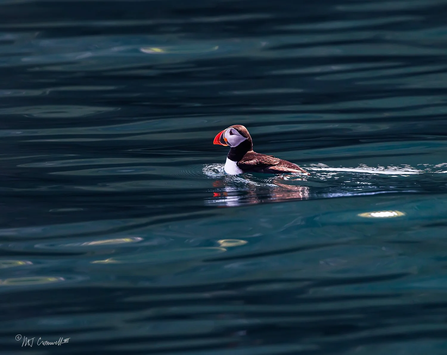 Puffin off of Blasket Islands