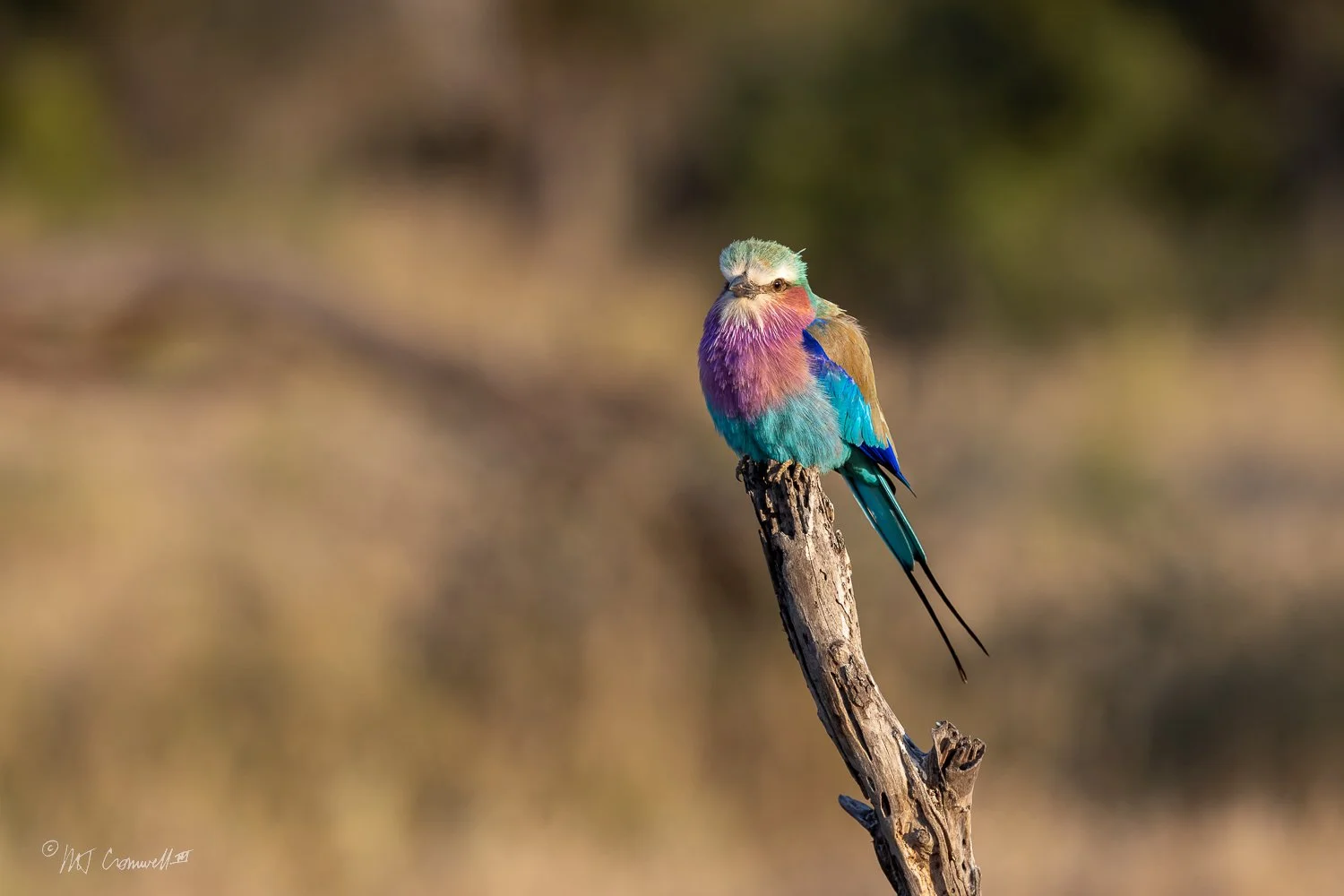 Lilac Breasted Roller in Lodolozi Game Preserve
