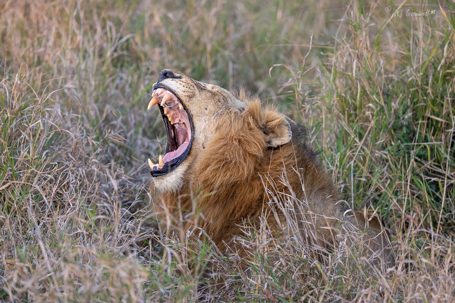 Male Lion Yawning In Londolozi Game Preserve