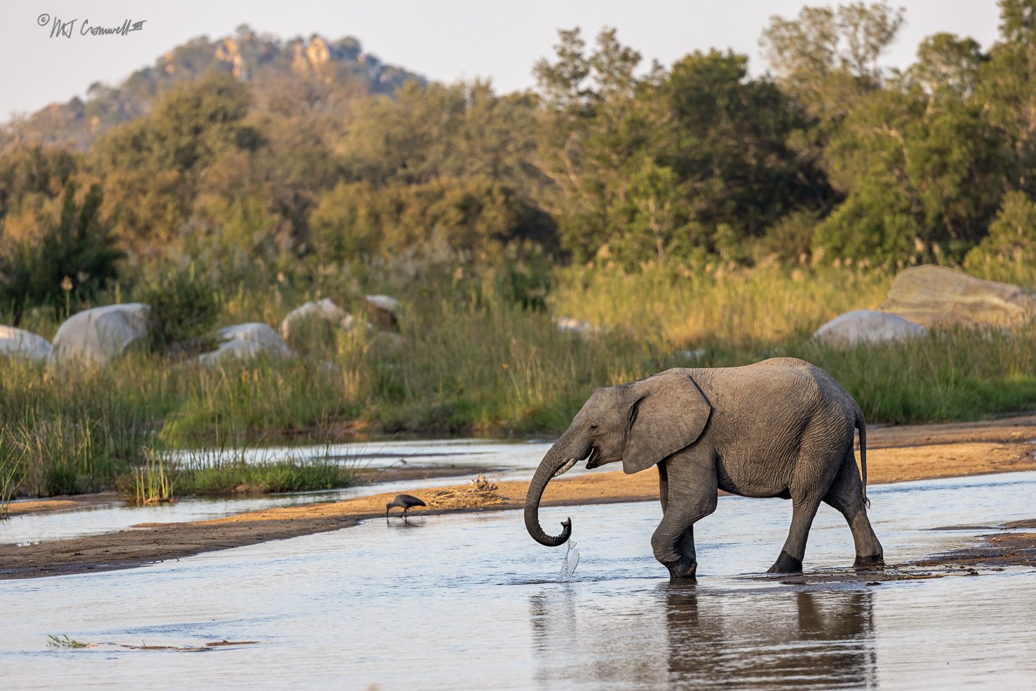 Young Elephant Crossing Sand River