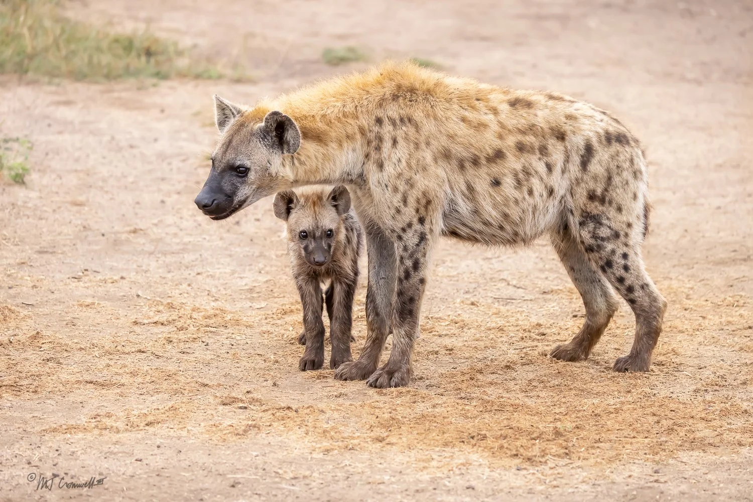 Hyena Mother and Cub in Sabi Sand Nature Preserve Near Kirkman's Kamp