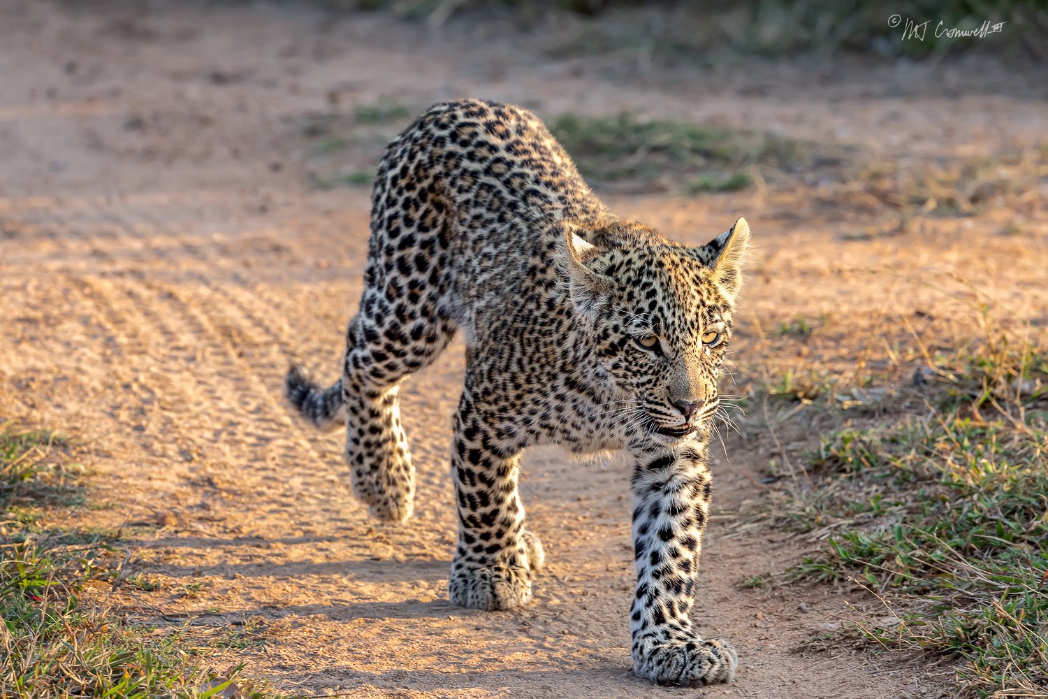 Young Male Leopard Hunting with Mother in Sabi Sand Nature Reserve Near Kiorkman's Kamp