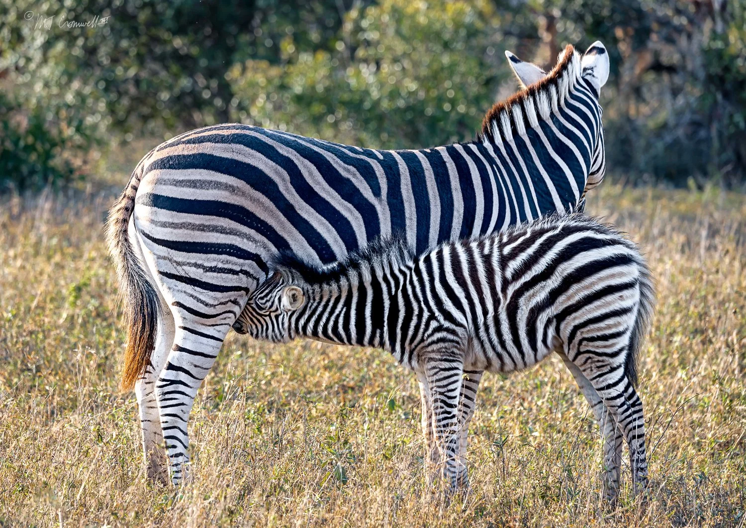 Nursing Zebra in Londolozi Game Preserve