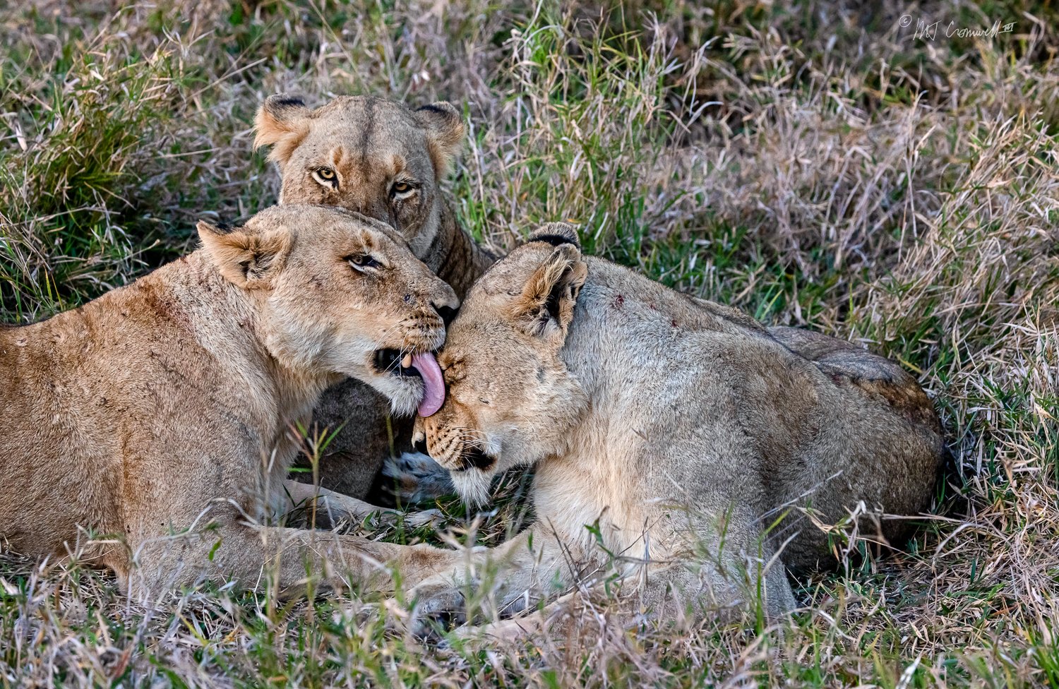 Three Lionesses Grooming Each Other in Londolozi Game Preserve