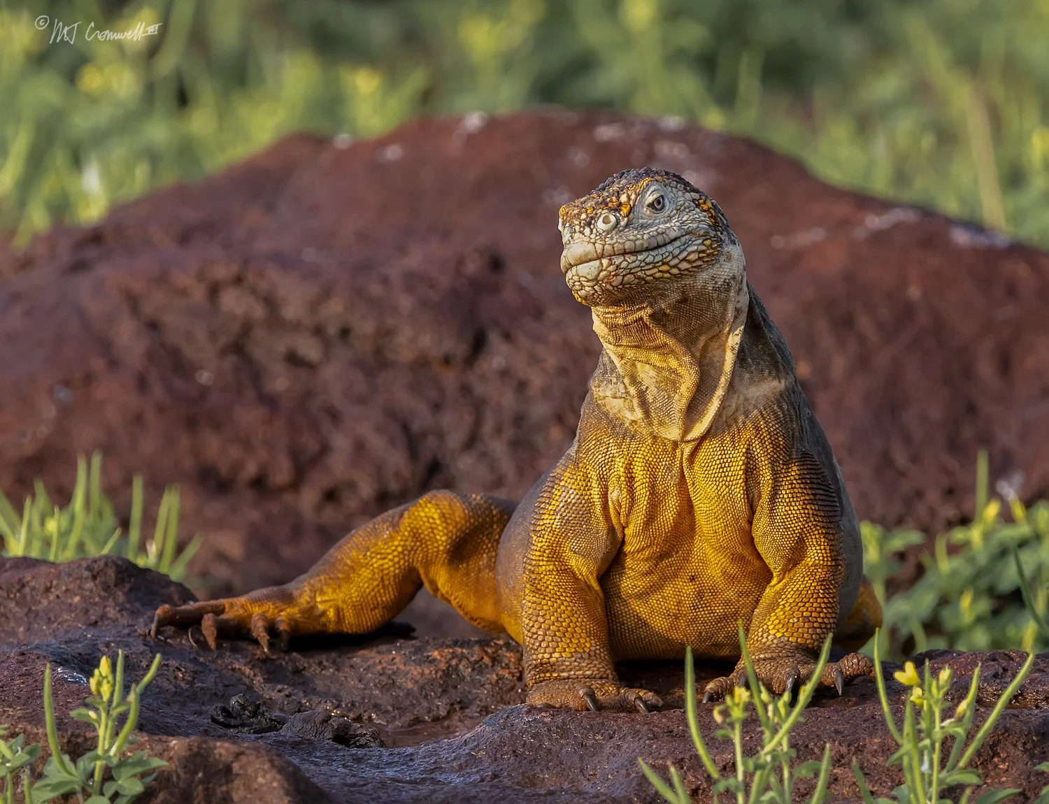 Land Iguana on North Seymour Island in Galapagos Islands