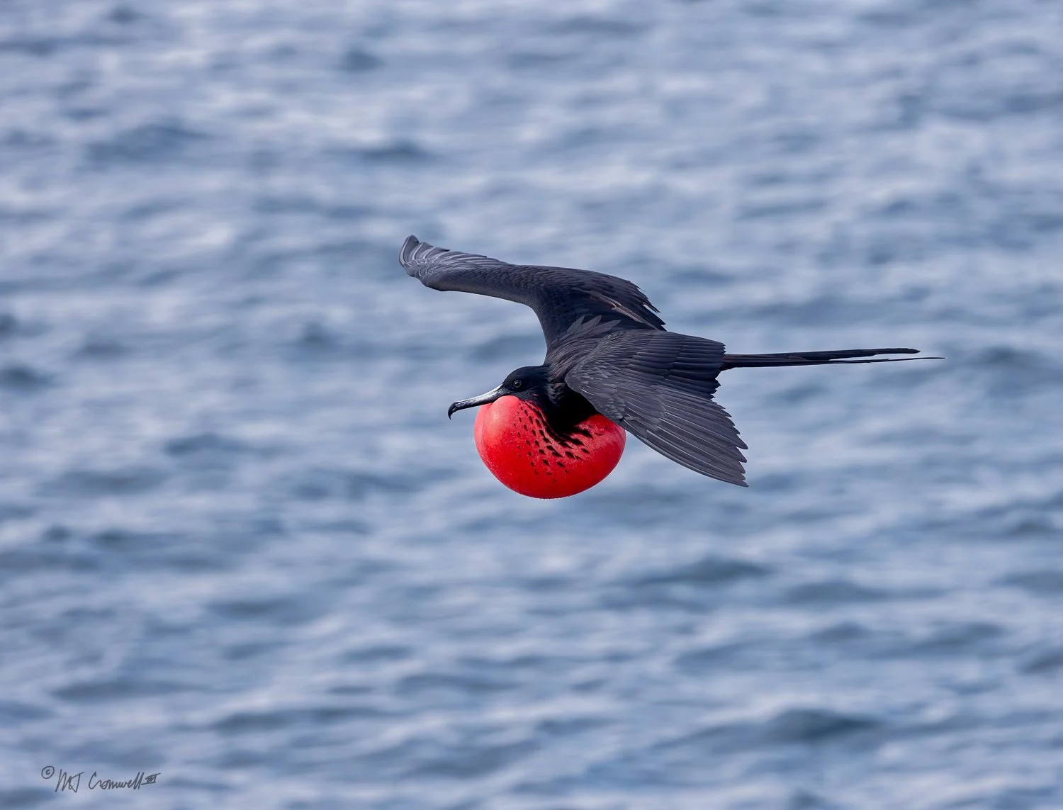Male Frigate bird near North Seymour Island in Galapagos Islands