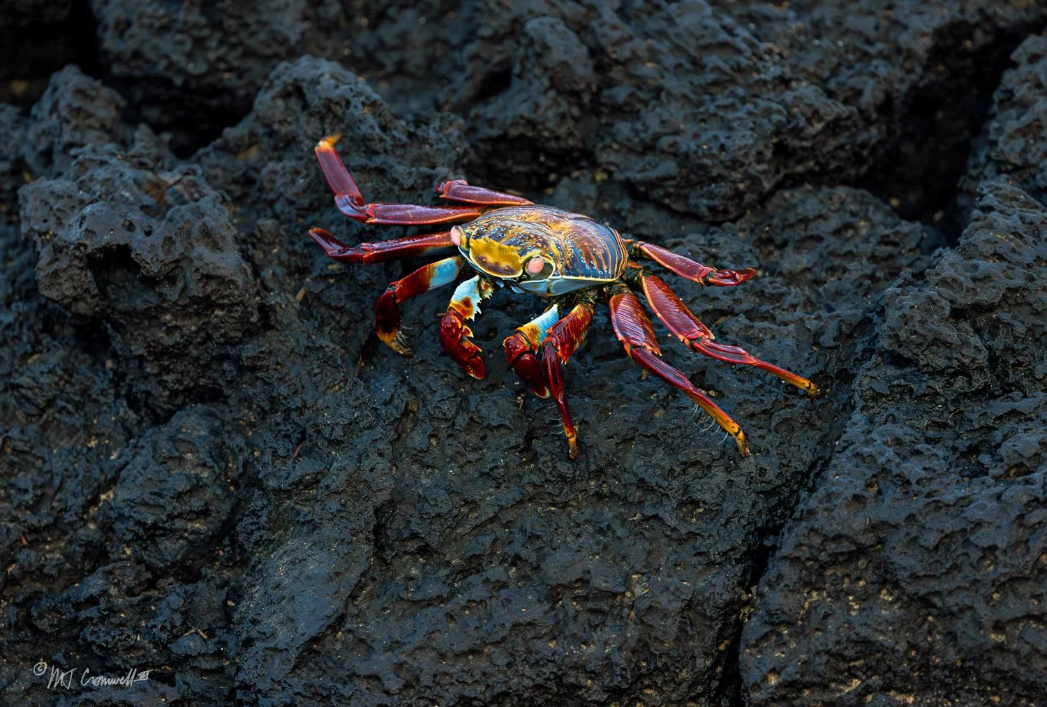 Sally Lightfoot Crab at Dragon Hill on Santa Cruz Island in Galapagos Islands