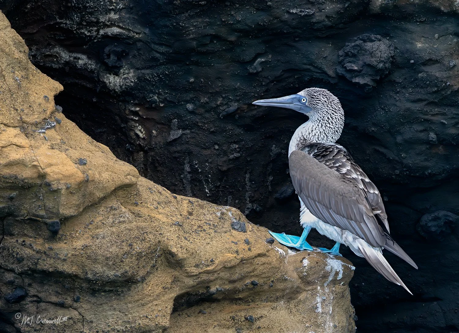 Blue-footed Booby at Eden Islet on Santa Cruz Island in Galapagos Islands