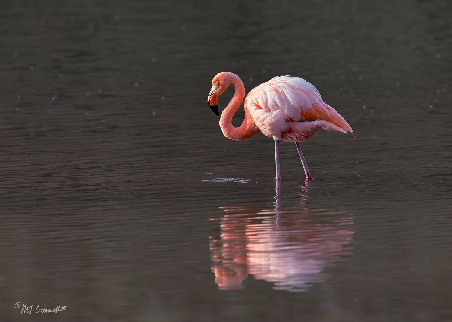 American Flamingo on Floreana Island in Galapagos Islands
