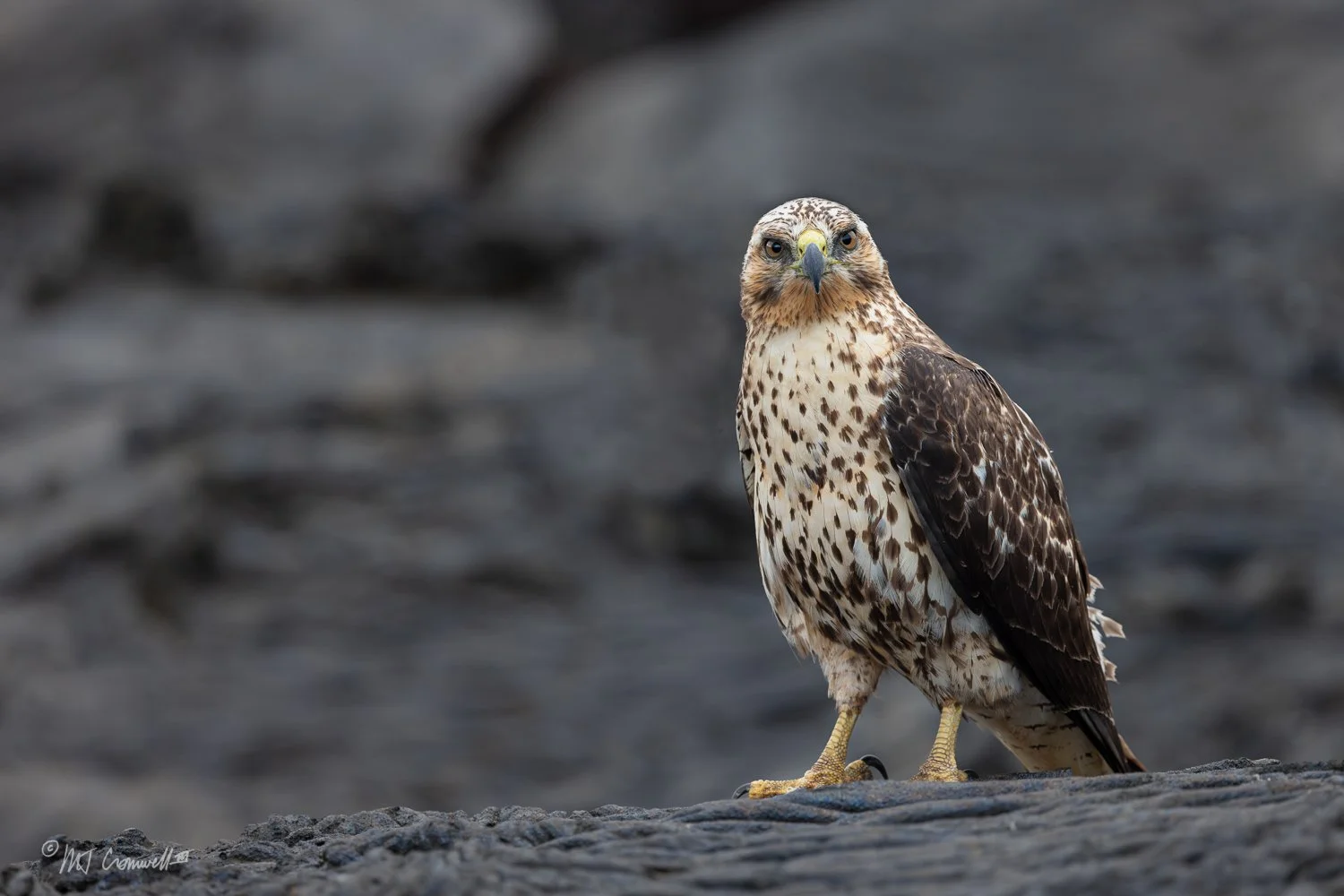 Fearless Galapagos Hawk on Lava Field at Sullivan Bay on Santiago Island