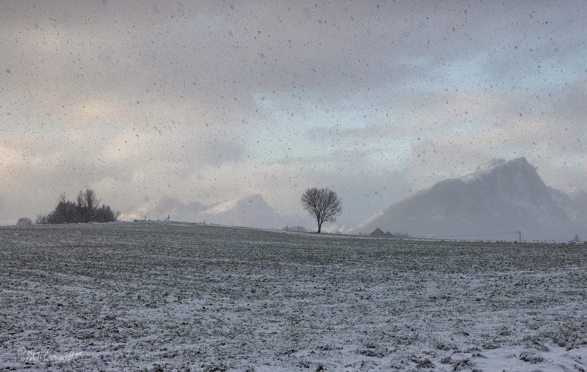 Lonely Tree in Snow Squall