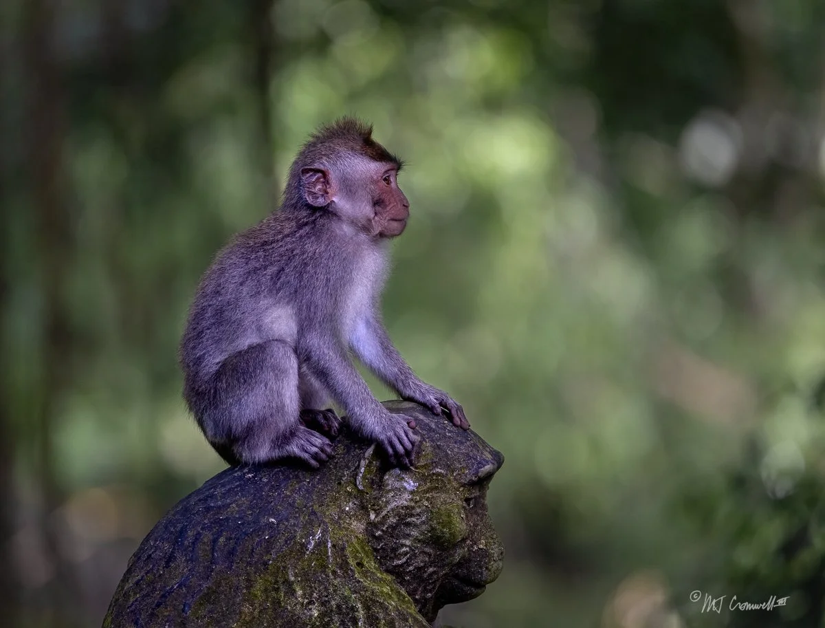 Balinese Long-tailed Macaque in Ubud Monkey Forest in Bali