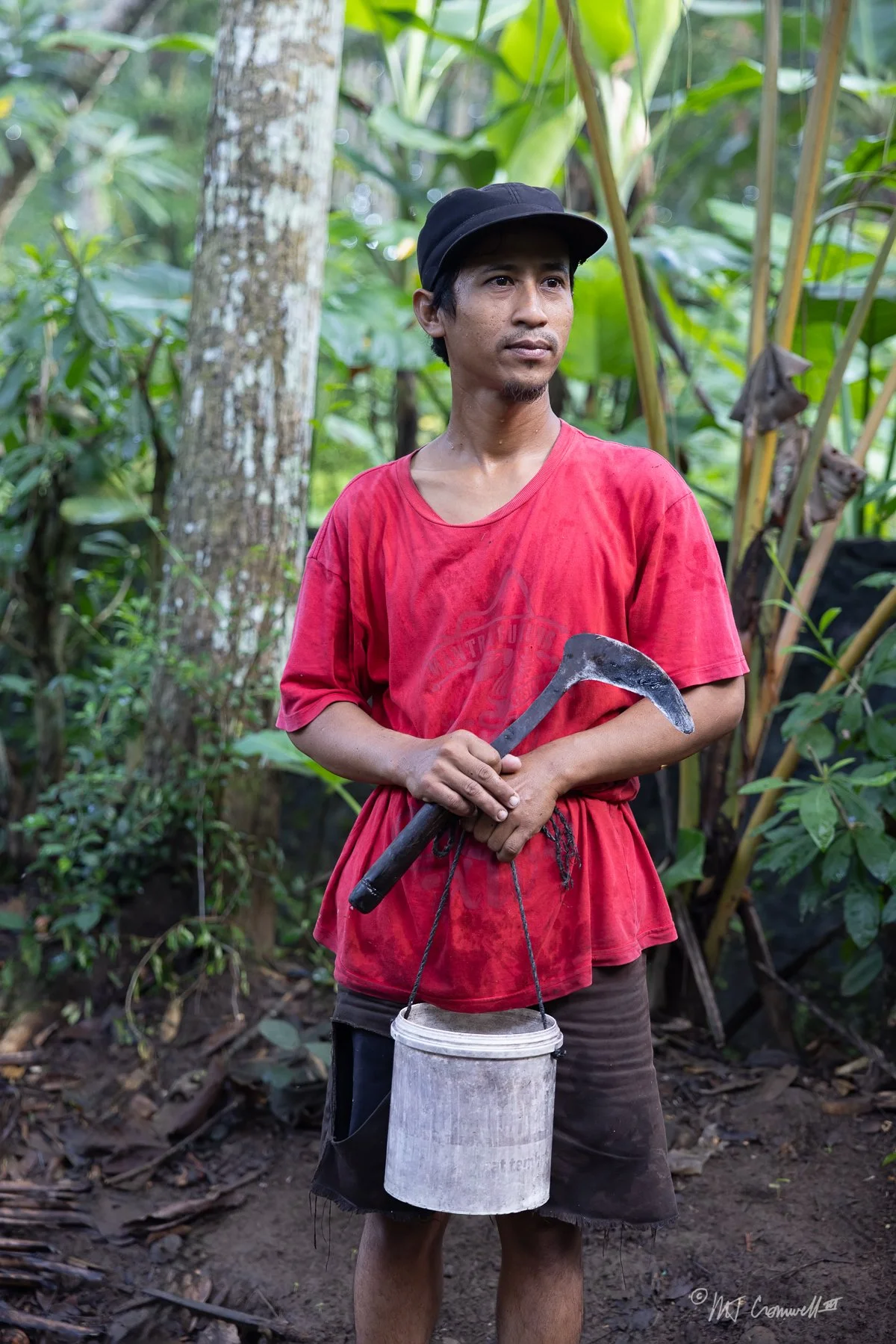 Coconut Harvester in Village near Borobudur Temple