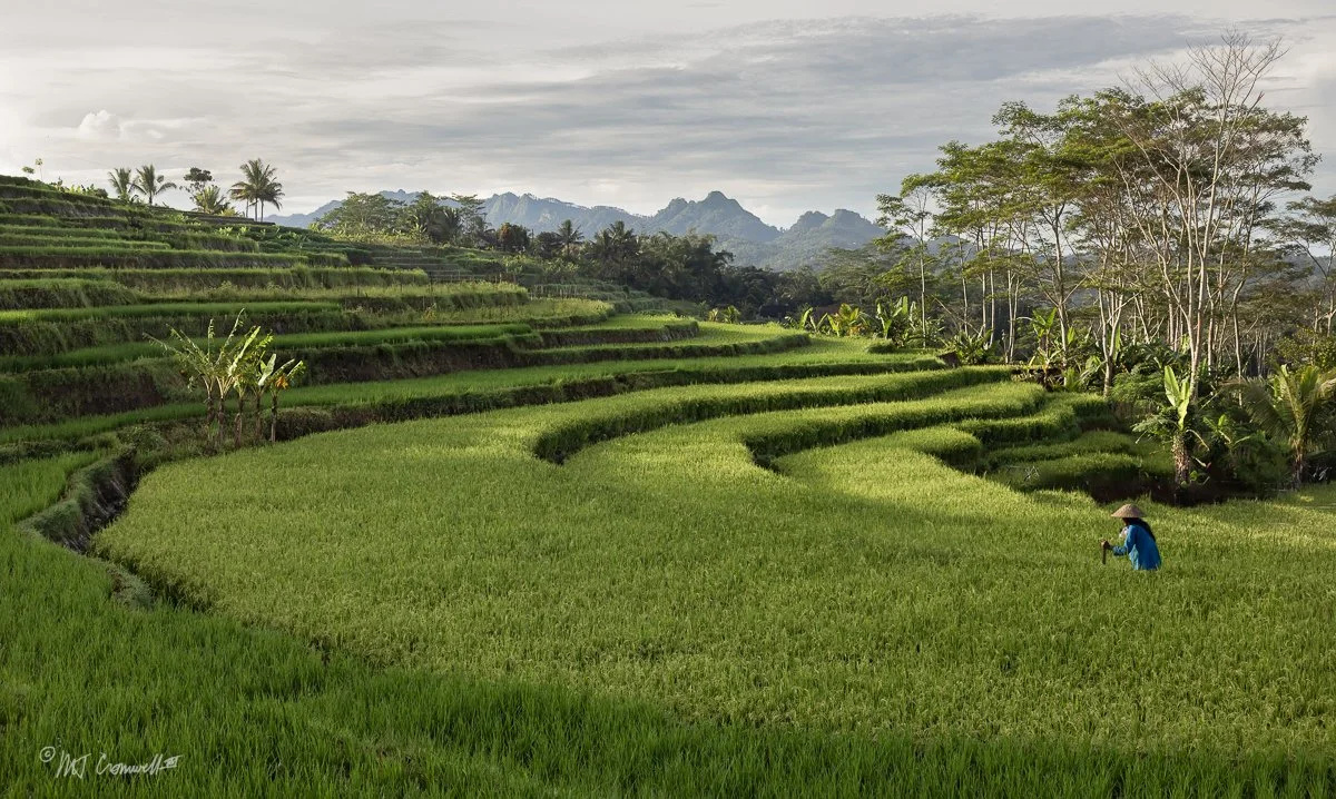 Rice Paddies in Central Java