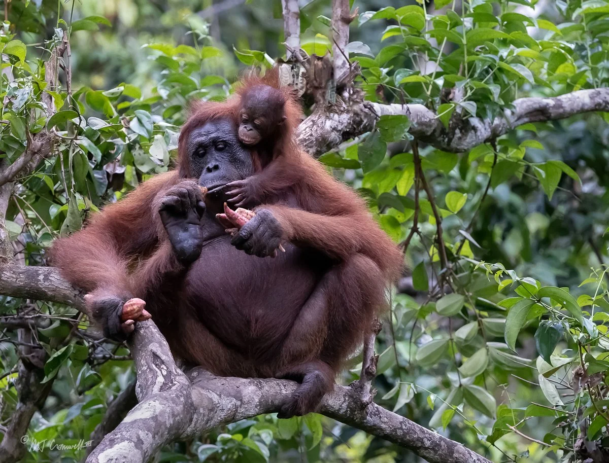 Mother and Child Orangutan Eating in Tree Near Feeding Station