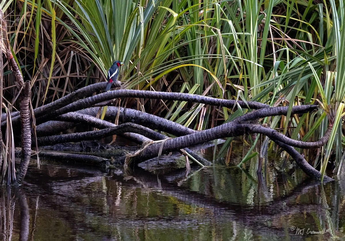 Bird Watching on Sekonyer Rive in Borneo