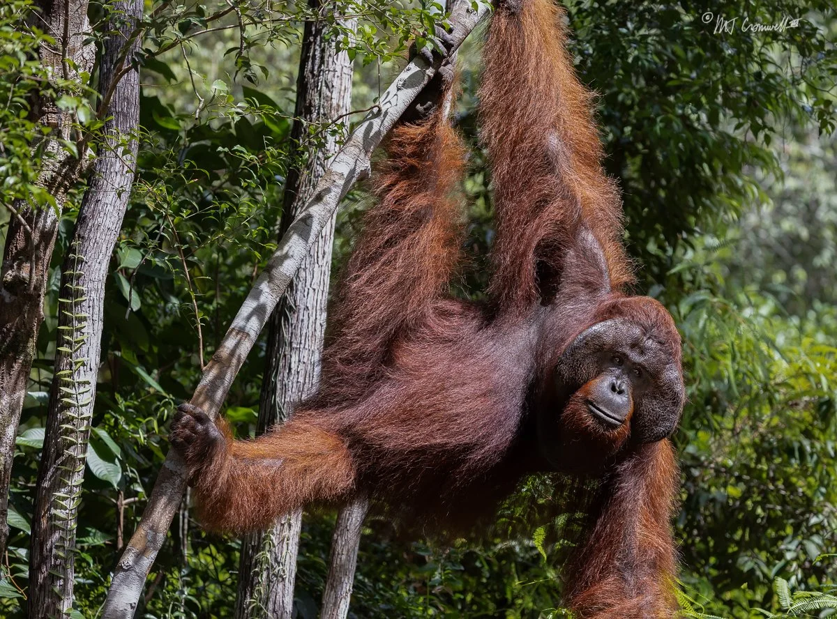 Alpha Male Orangutan Approaching Feeding Station in Tanjung Puting National Park
