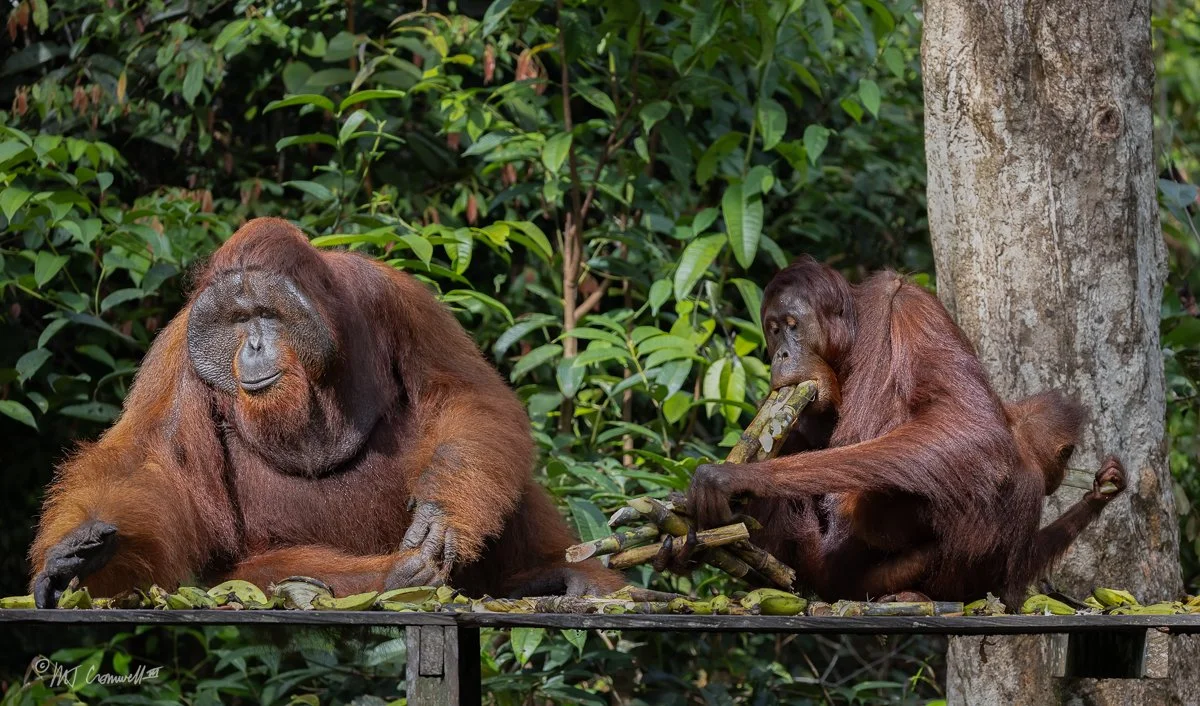 Alpha Male Orangutan Sharing Feeding Station with Mother and Child
