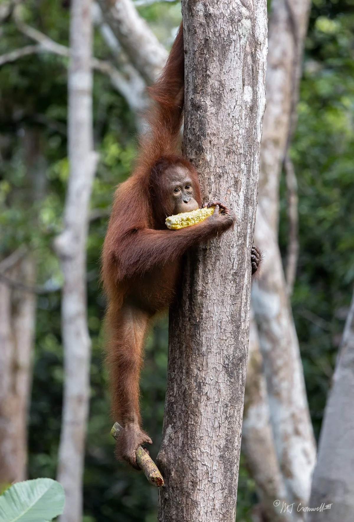 Young Orangutan Eating in Safety Near Feeding Station