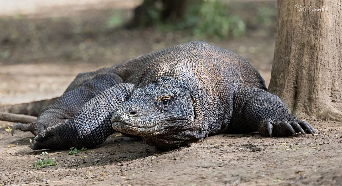 Komodo Dragon in Komodo National Park