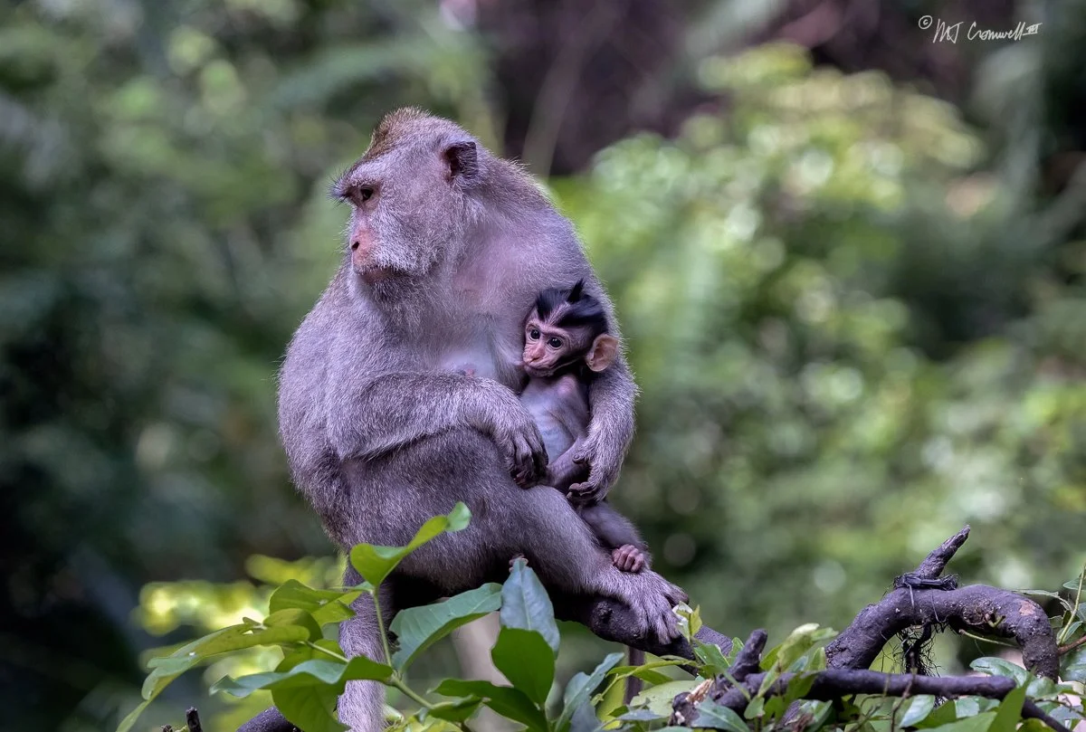 Crab-eating Macaque Mother and Child in Ubud Monkey Forest in Bali